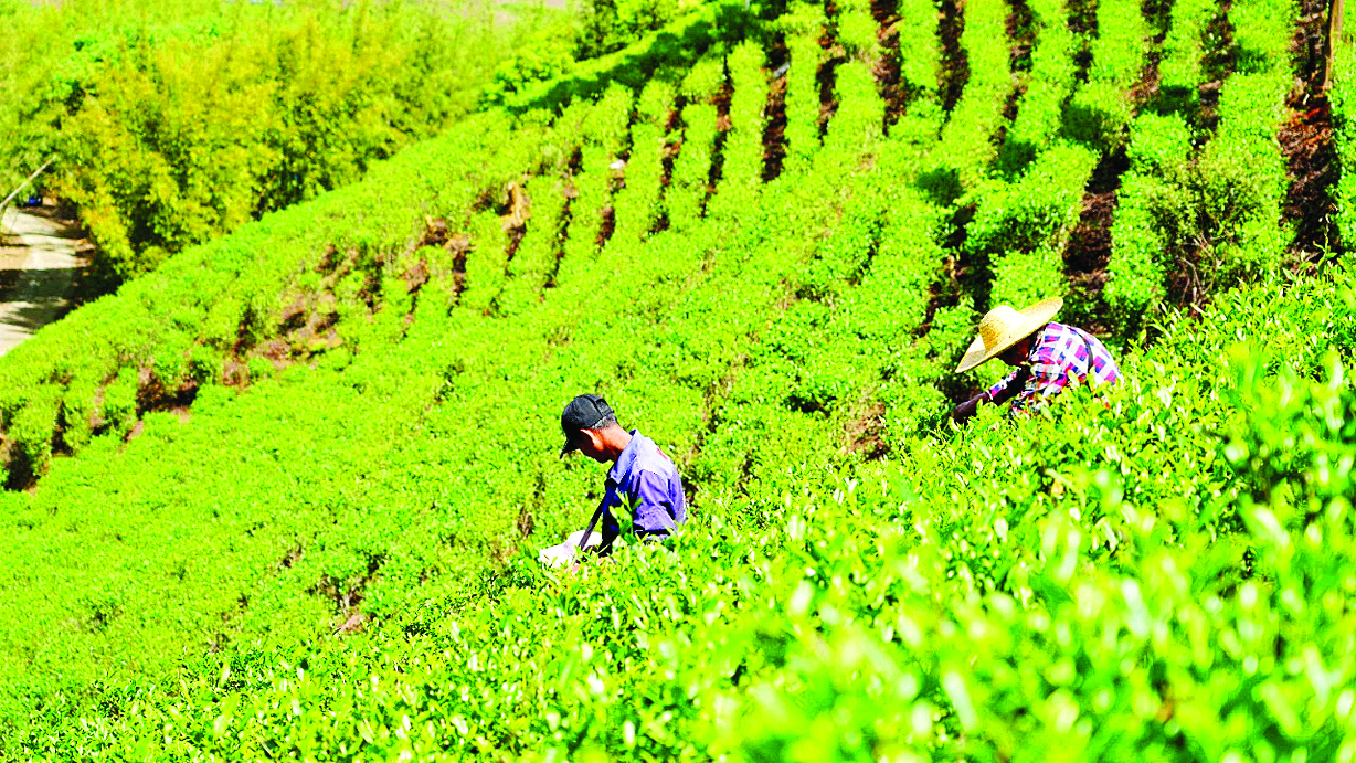     采茶工采摘鲜嫩茶芽。惠州日报记者黄宇翔 通讯员龙融心 摄