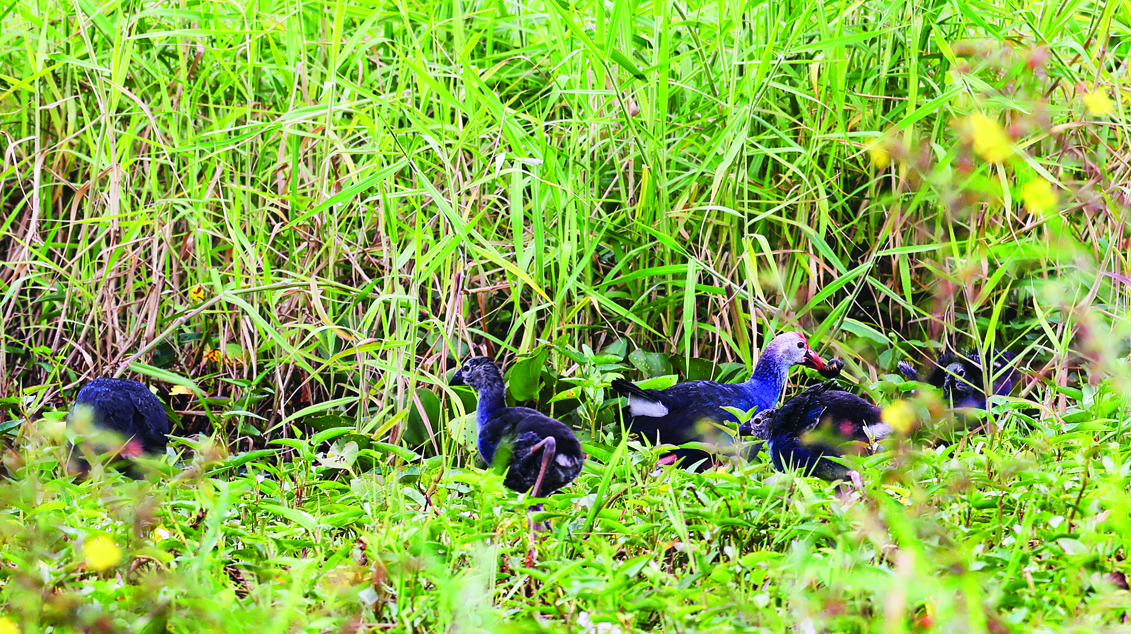     紫水鸡在水草丛中觅食。惠州日报记者王建桥 通讯员陈丹芝 摄