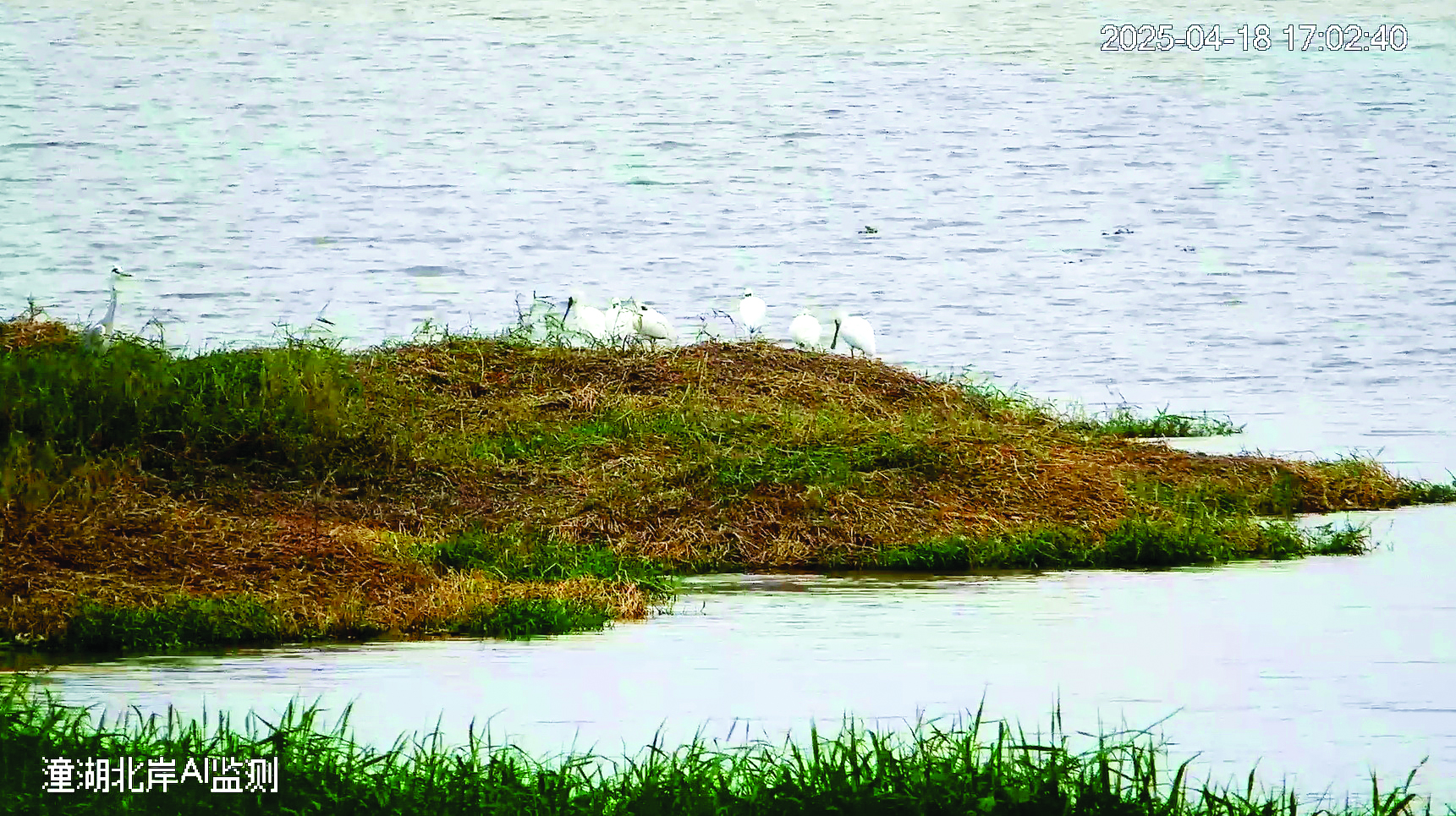     黑脸琵鹭在沼泽湿地上栖息。惠州日报记者邱舒婷 通讯员陈丹芝 供图