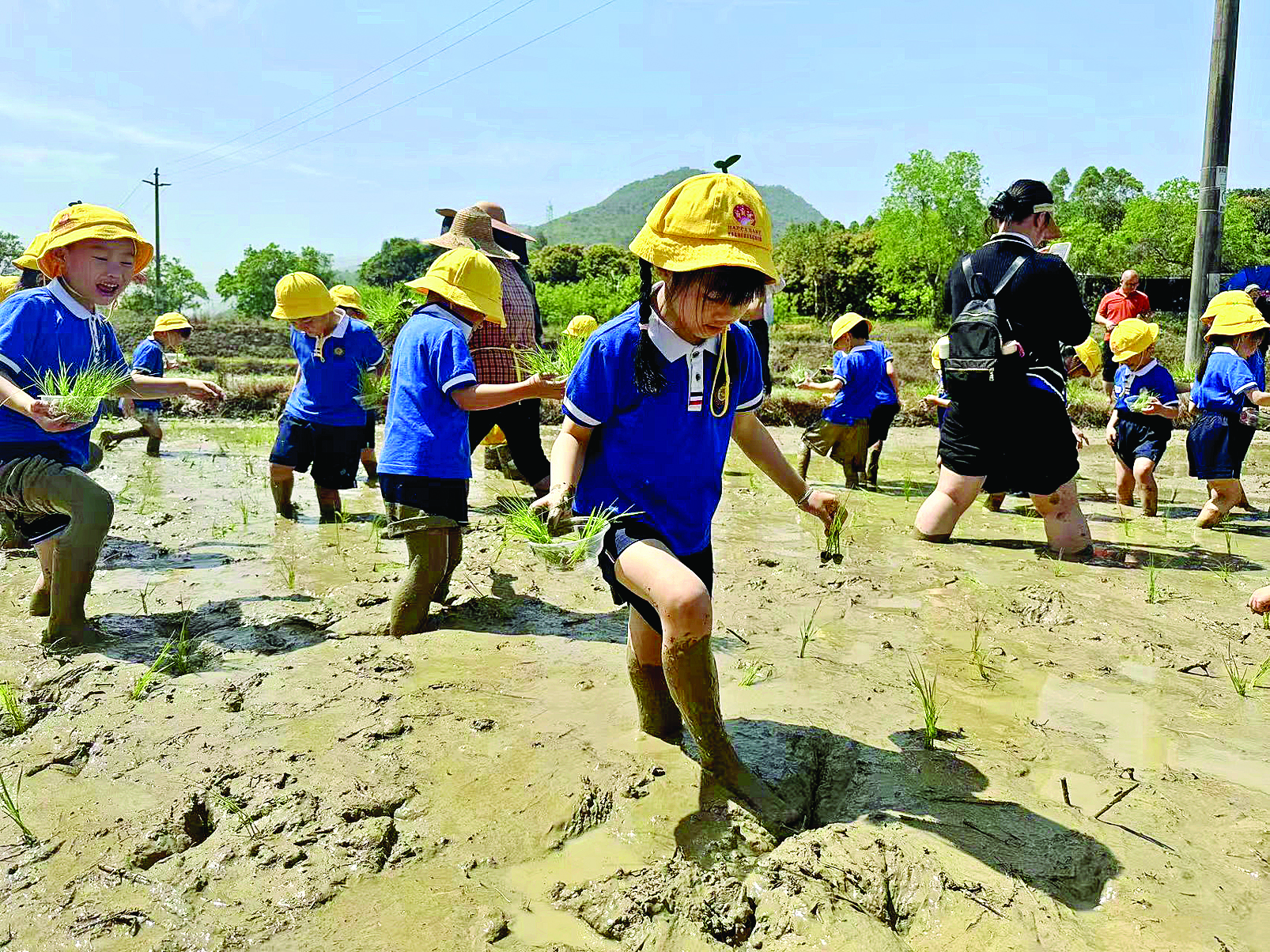     脚踩泥巴插秧苗。