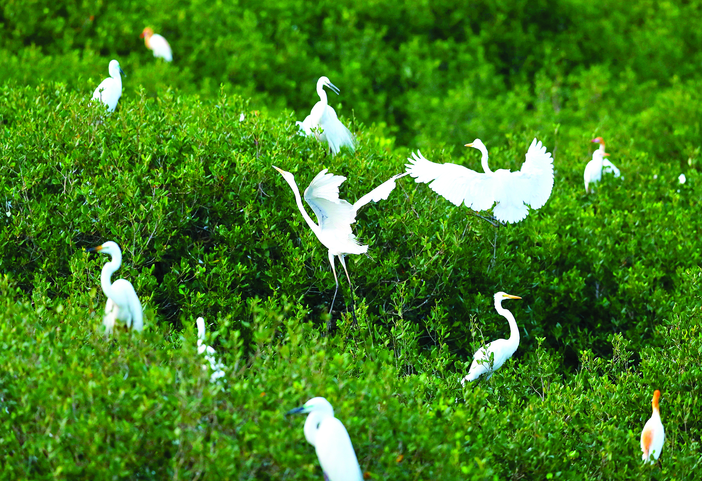     鹭鸟翩跹红树林。惠州日报记者朱金赞 摄 