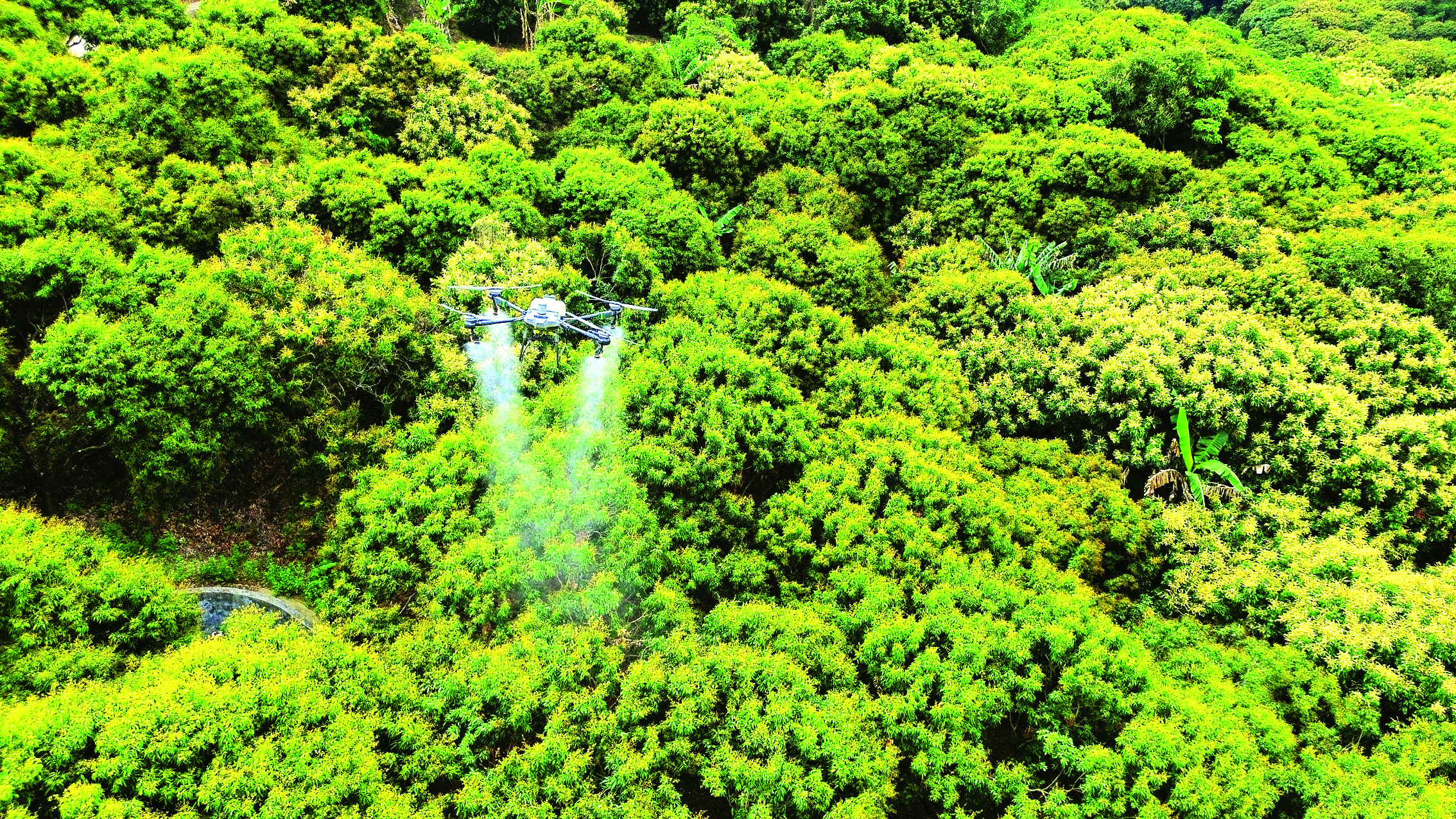     无人机给荔枝树喷洒农药。惠州日报记者许文昌 摄