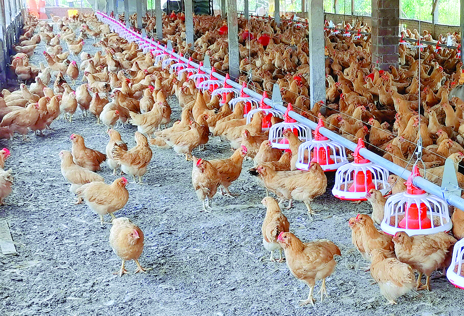     石坝三黄胡须鸡。惠州日报记者朱丽婷 摄