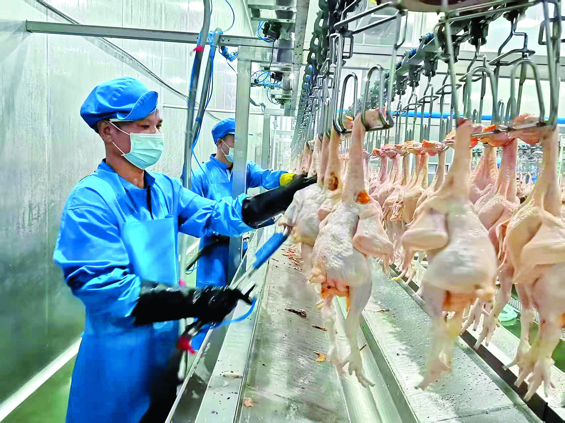     标准化流程贯穿禽类屠宰加工全链条。