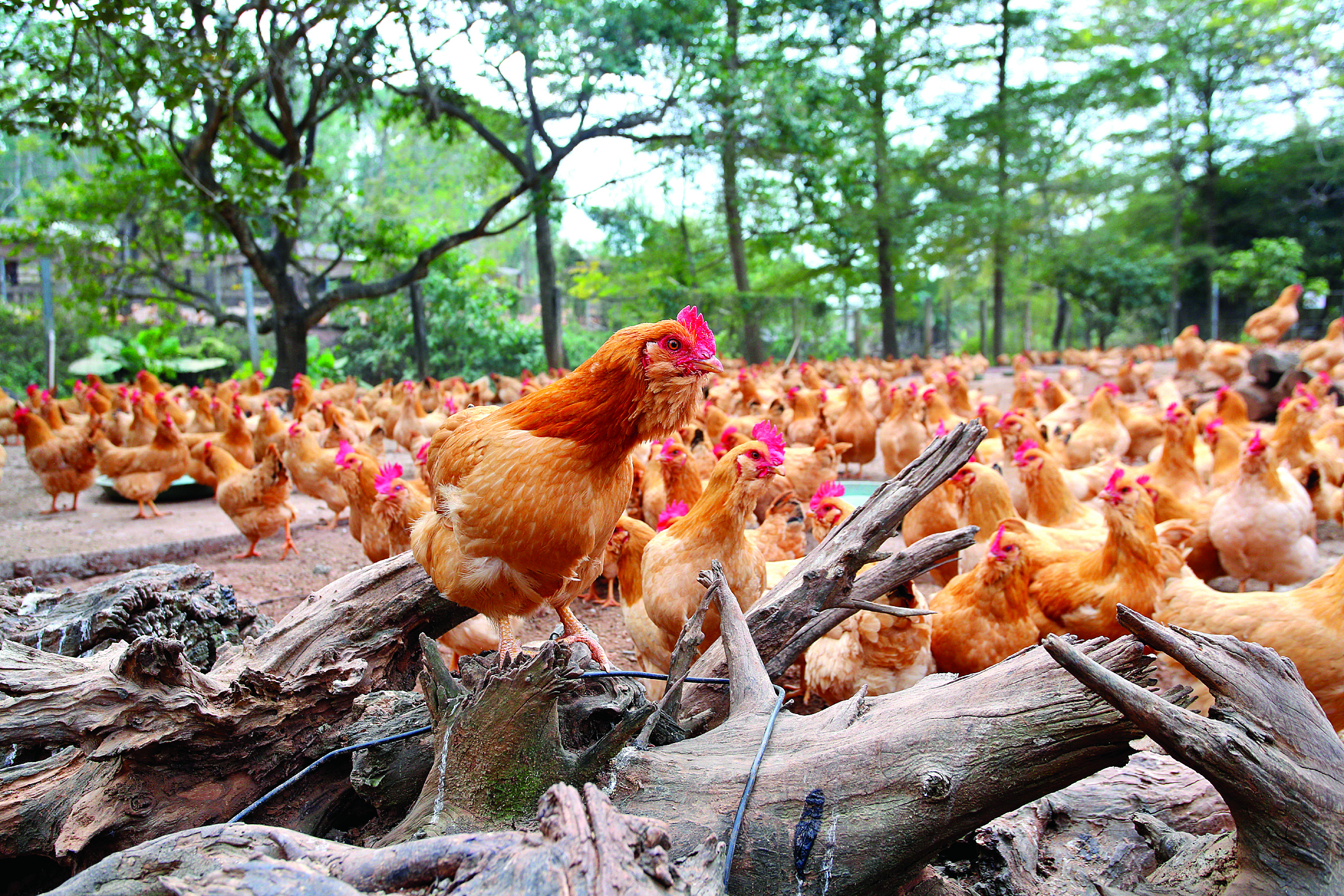     黄毛、黄嘴、黄脚，优质三黄胡须鸡备受市场欢迎。惠州日报记者钟畅新 摄