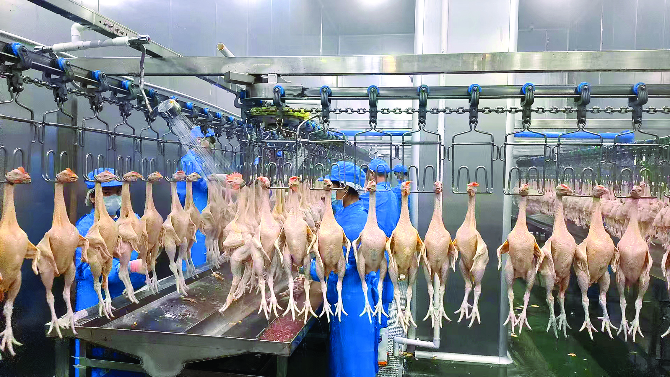     专业先进的自动化屠宰流水线。