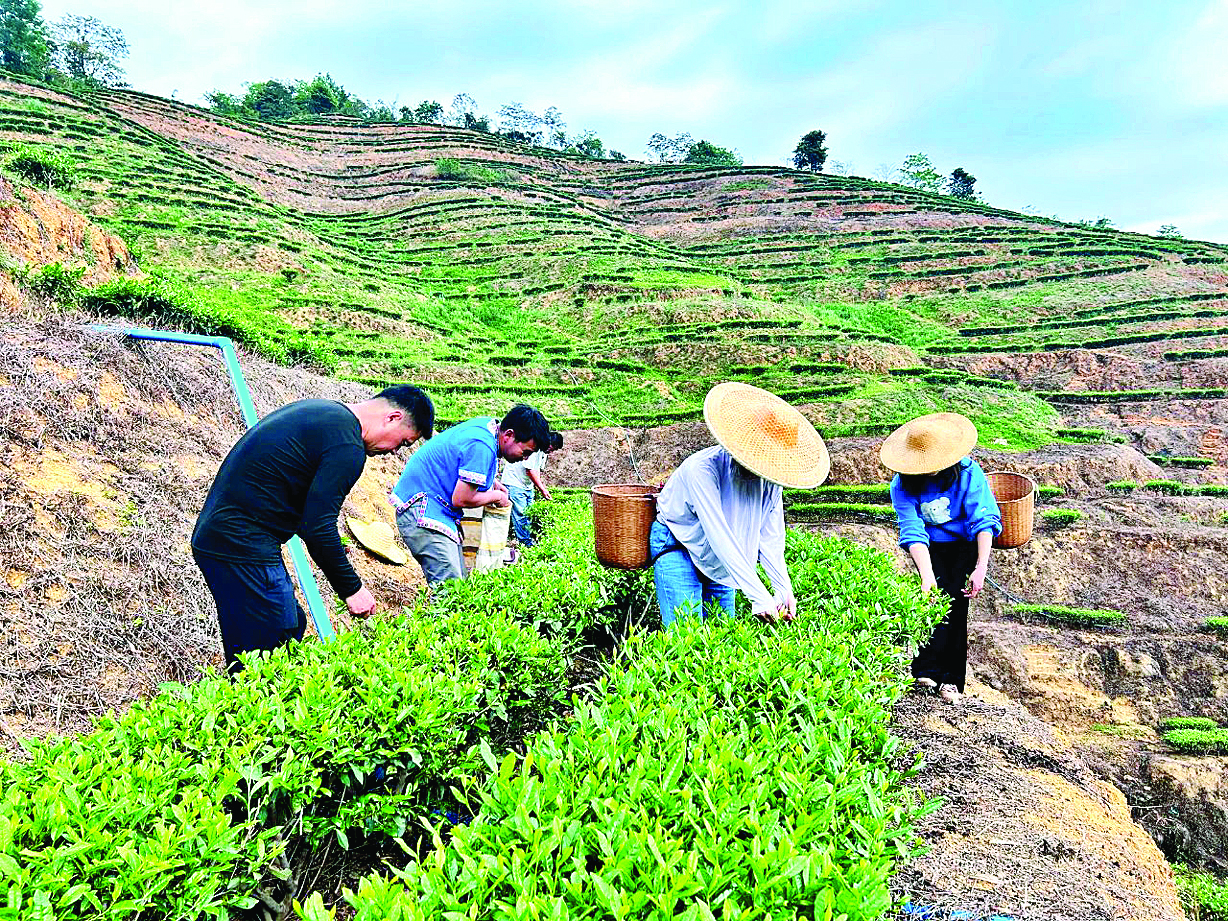     工人们正在茶园里采茶。惠州日报记者黄宇翔 通讯员龙融心 摄