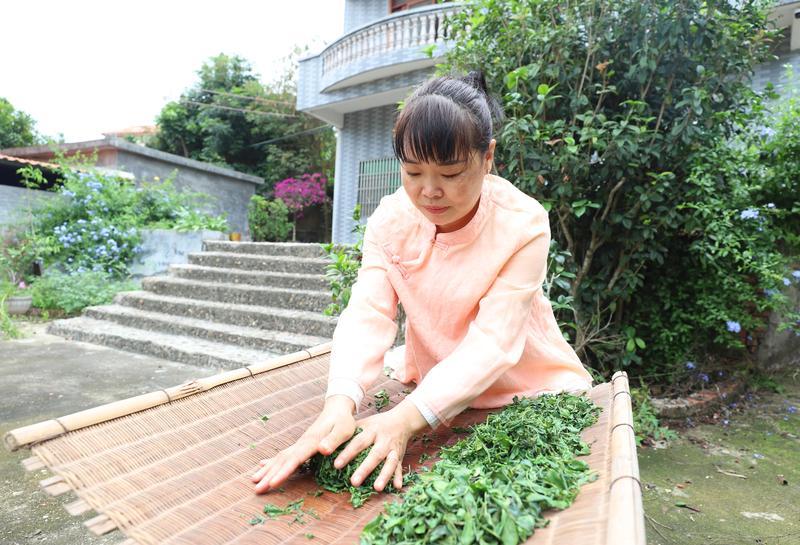     【手工炒茶】梁结莲仔揉捻茶叶。