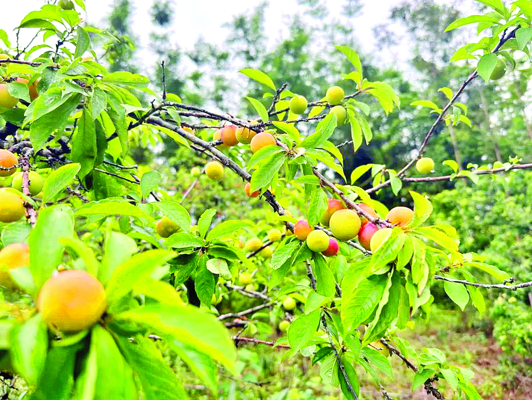     蓝田瑶族乡上东村，珍珠李挂满枝头。    惠州日报记者黄宇翔 通讯员龙融心 摄