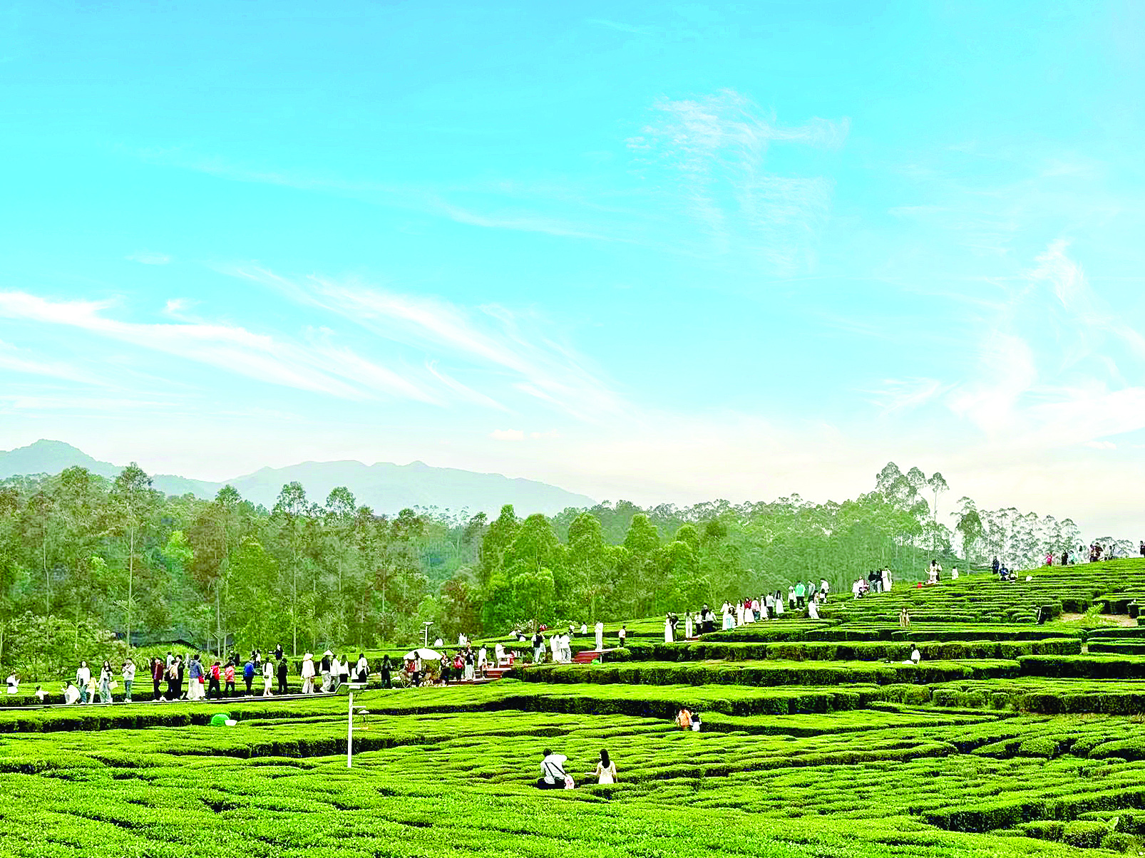     游人在万亩茶园游玩。博罗县柏塘镇供图