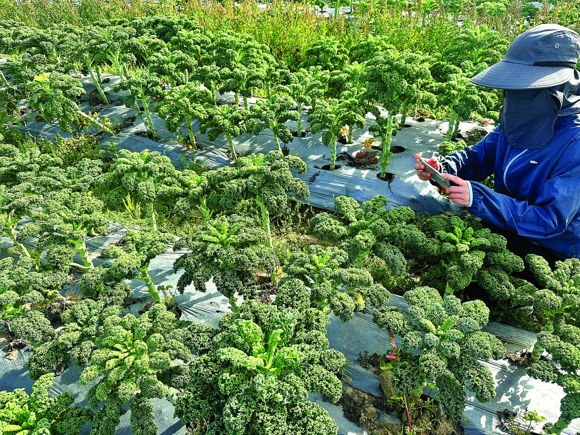     平潭镇红光村种植的羽衣甘蓝。惠州日报记者李芳娟 摄