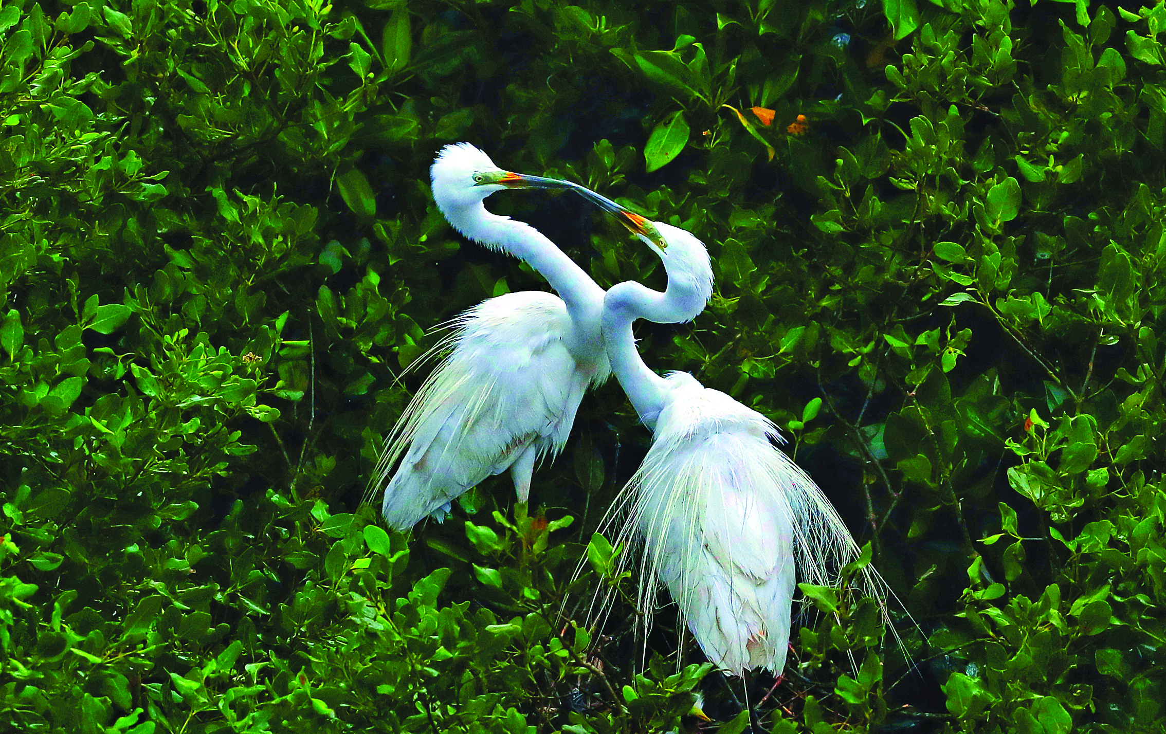     盐洲岛的红树林迎来鹭鸟“恋爱季”。