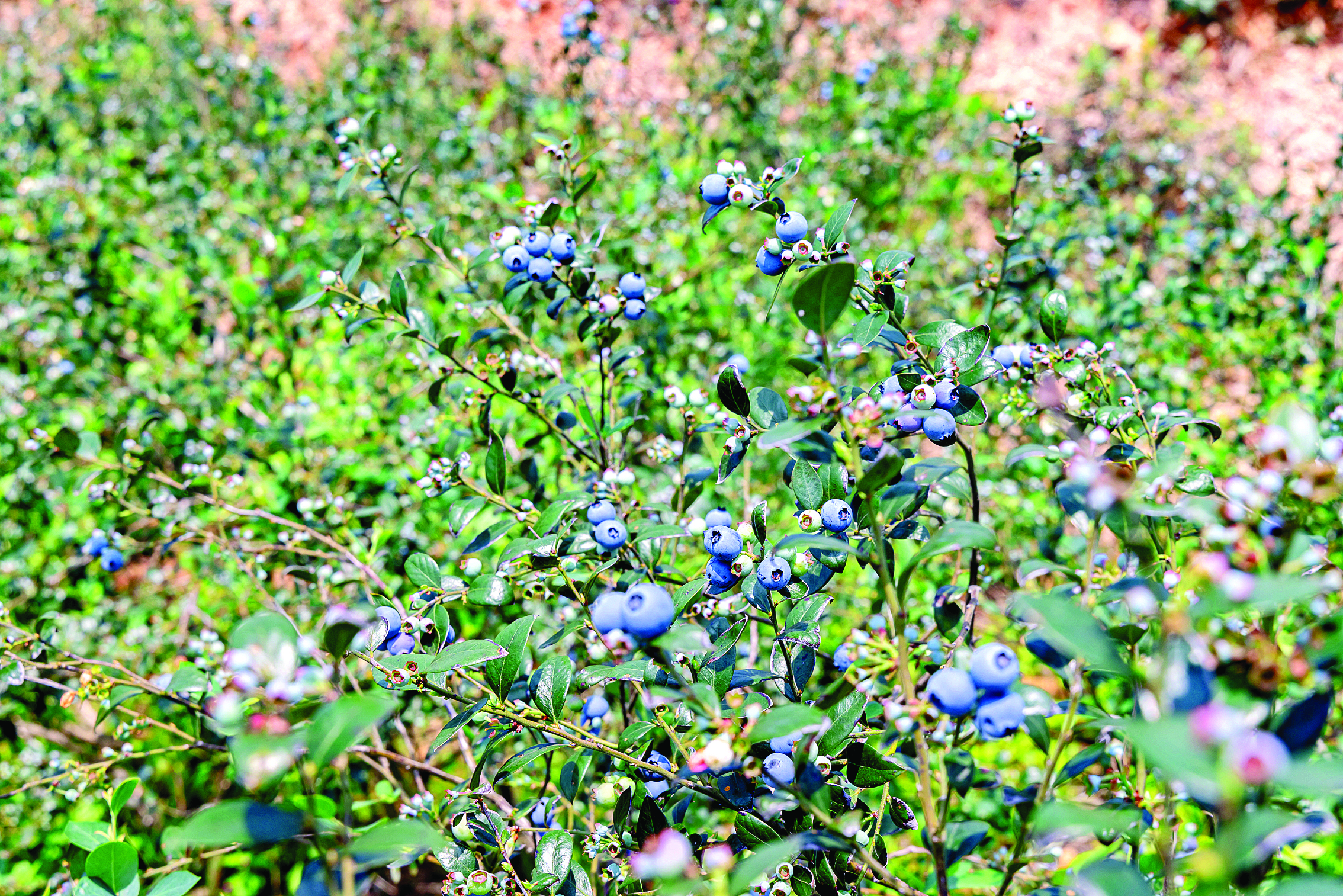     蓝莓缀满枝头。