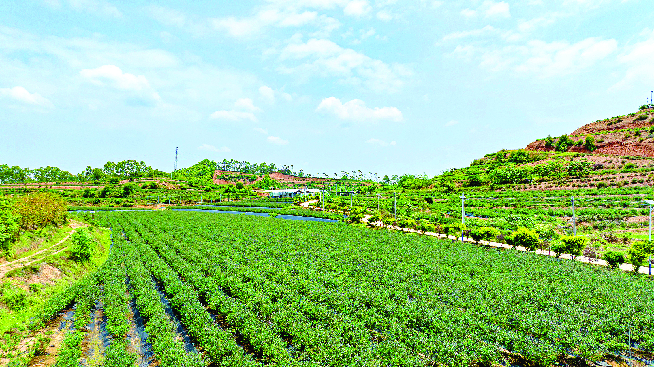    蓝莓园为观音阁镇乡村振兴注入强劲动力。