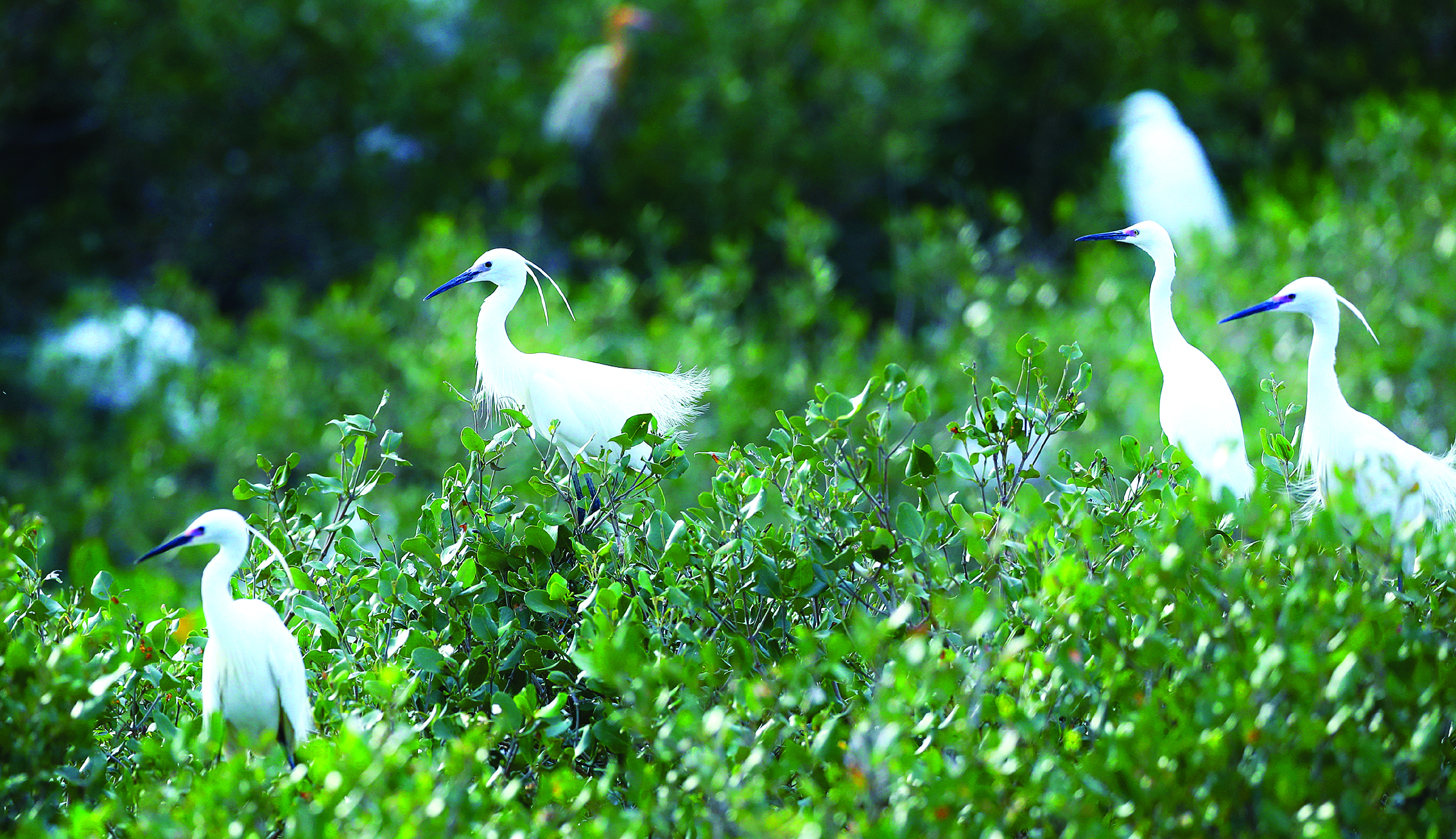     白鹭的头上开始生长出细长柔美的羽毛。
