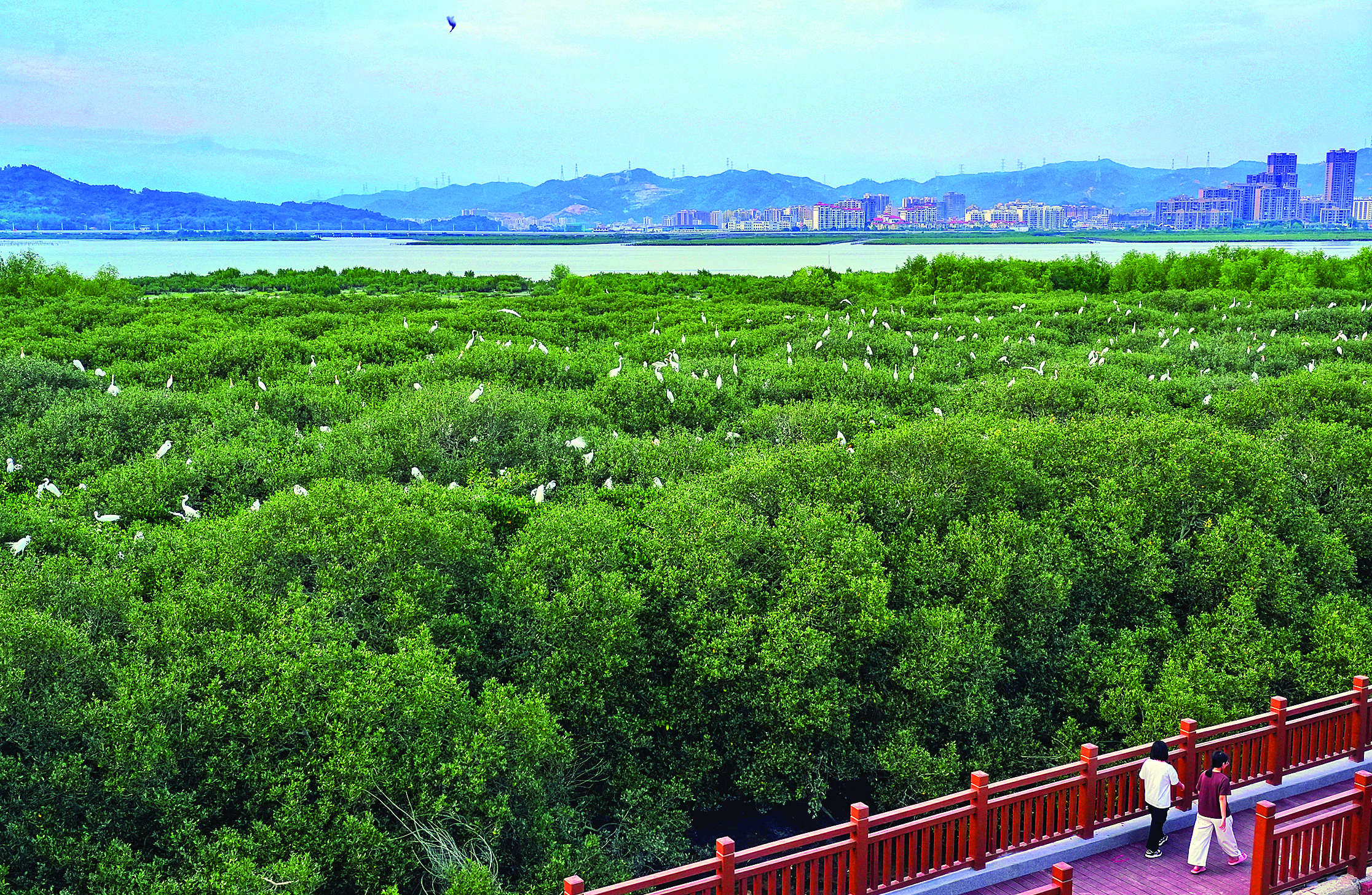     惠州红树林里，生活着一群白鹭，它们在这里繁衍后代，与当地人和谐共处，构成了一道独特的自然风光。