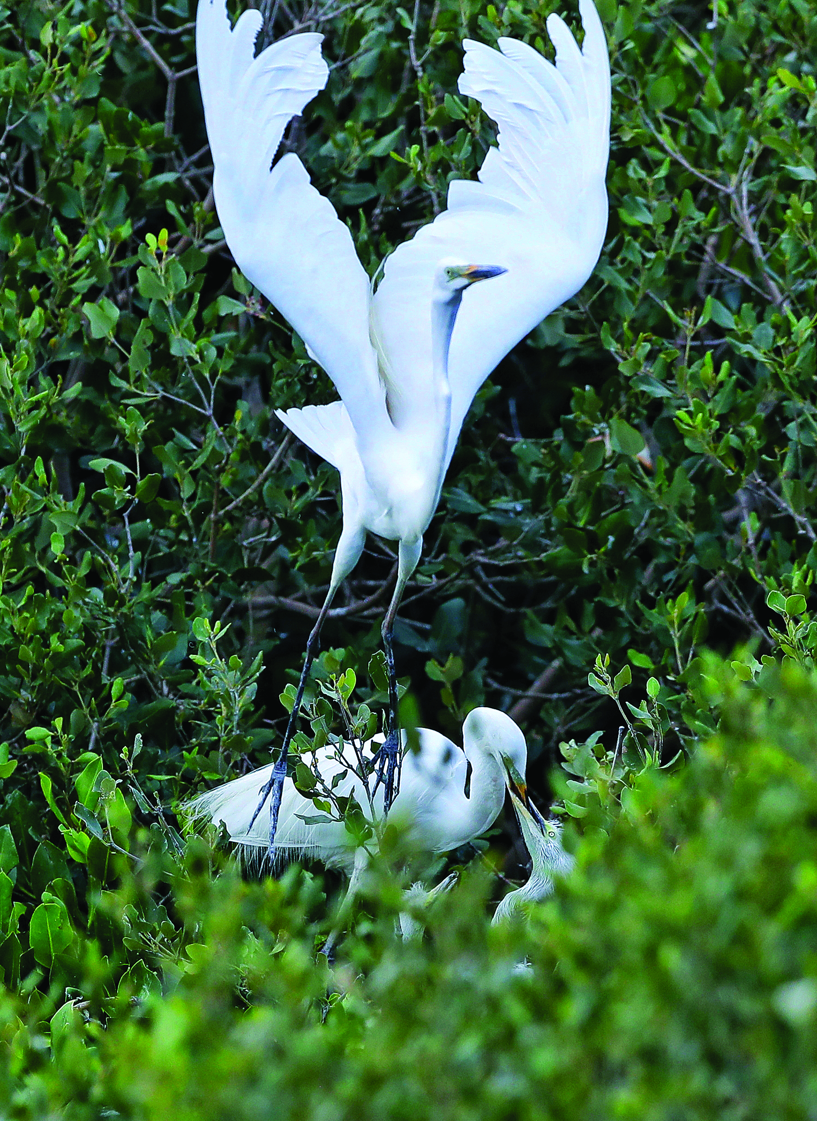     雄鸟“爸爸”送回食物后又重新飞翔找食物。
