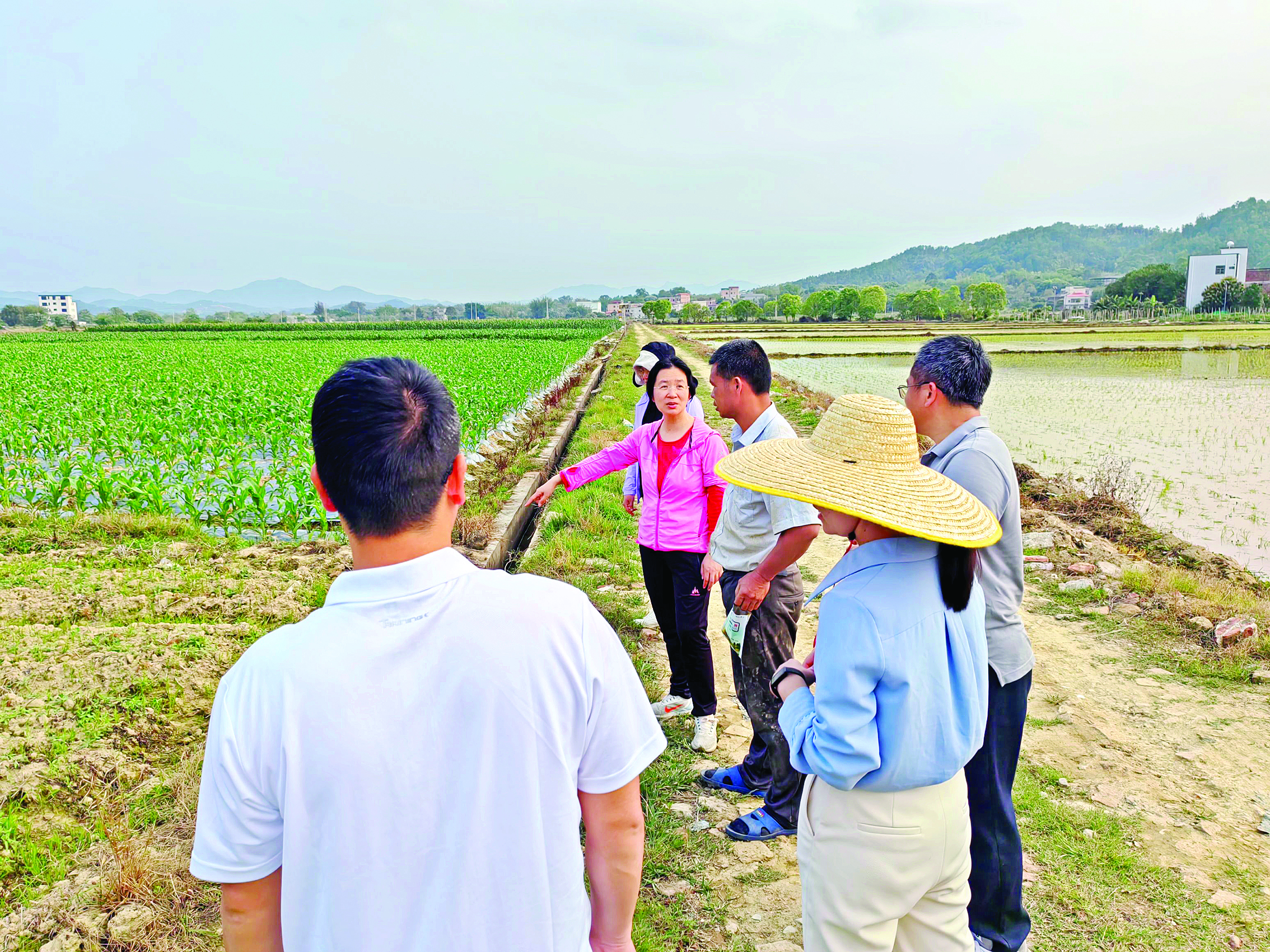     农技干部到田间地头为农户提供指导。
