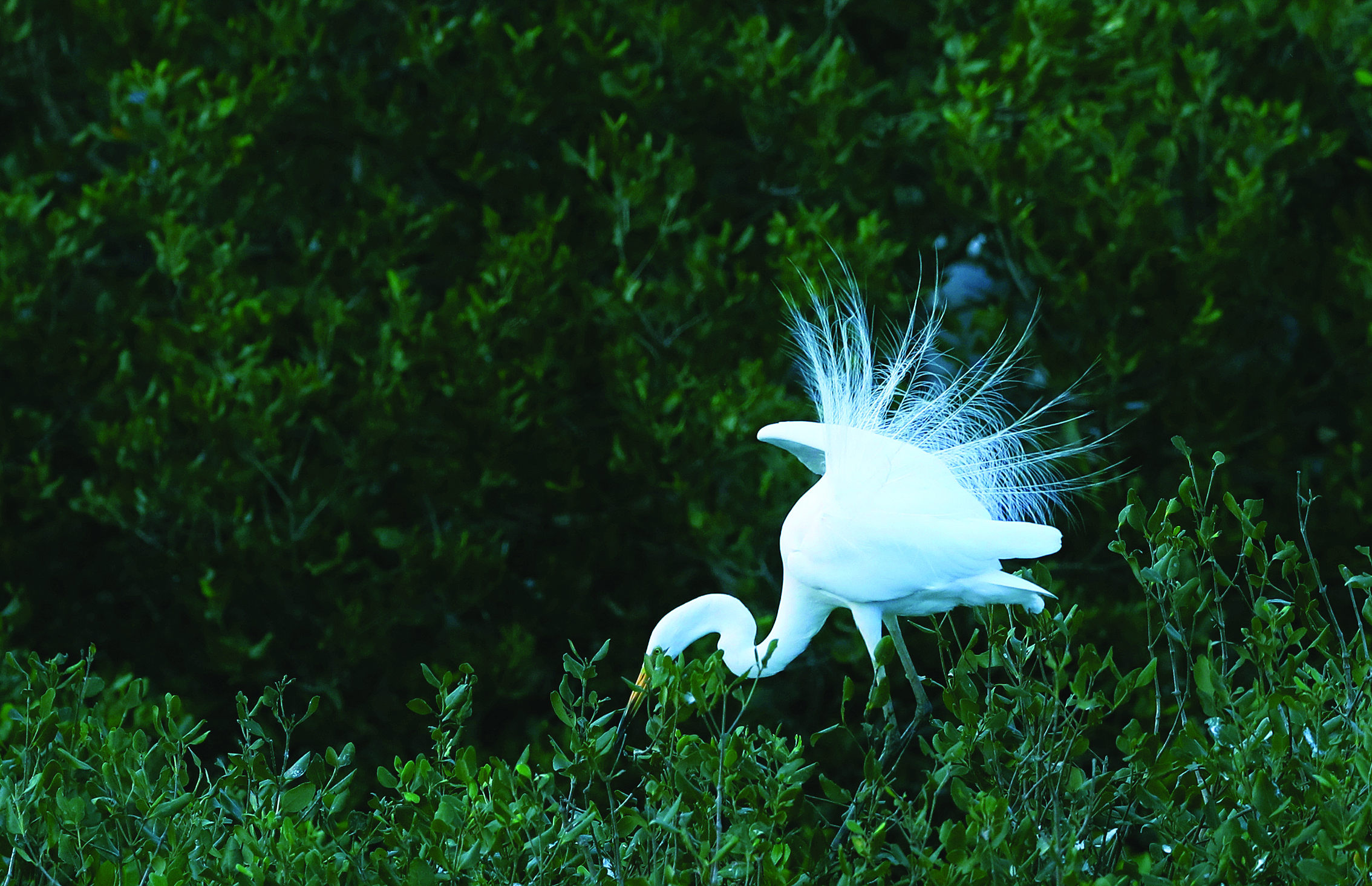     白鹭，长出如雪羽饰，宛如身披婚纱。