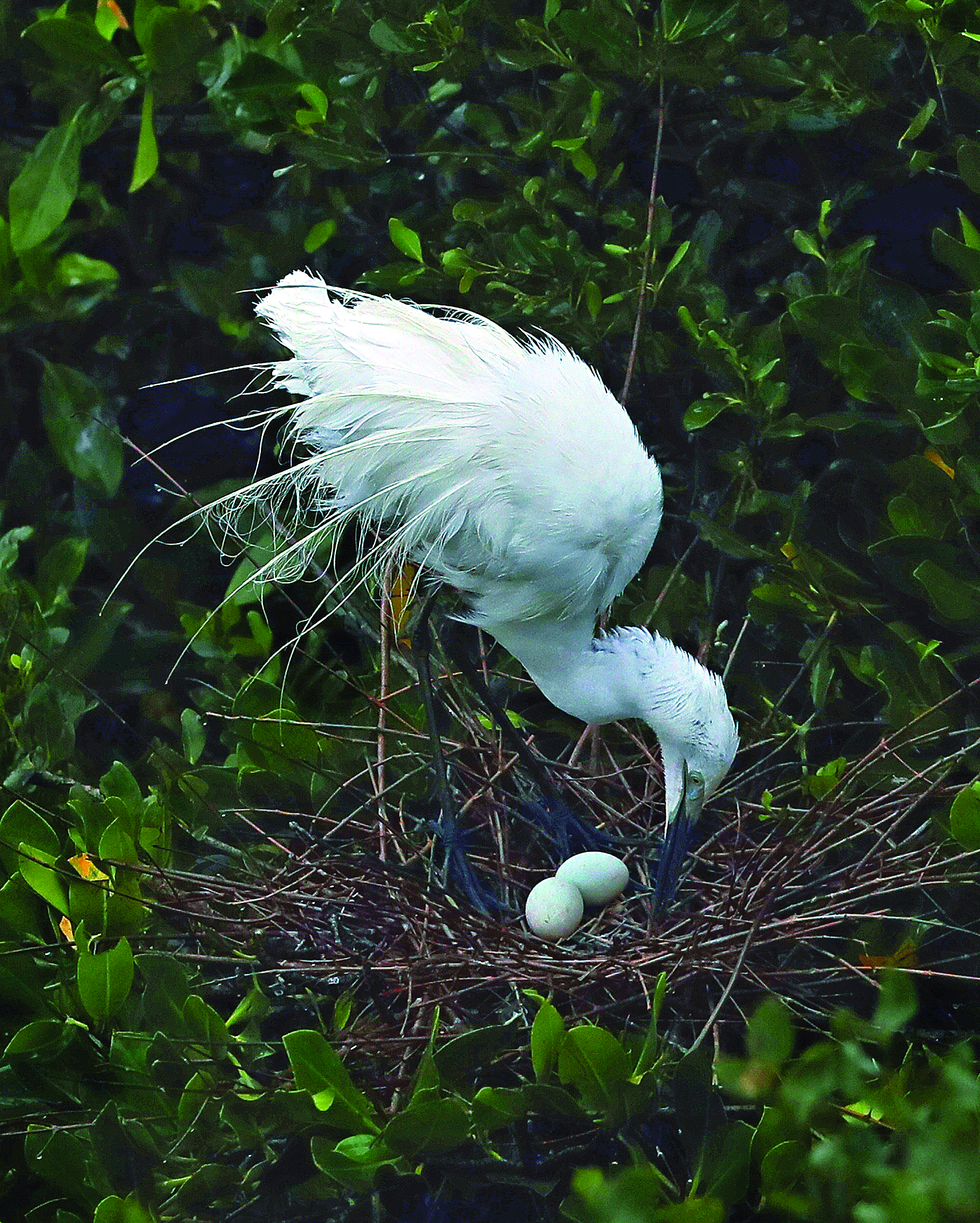     鹭鸟在爱巢里孵化新生命。
