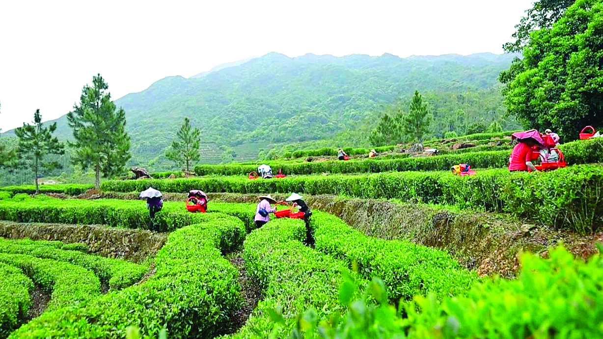     横坑村茶园内，工人采茶忙。惠州日报记者蔡伟健 通讯员叶琳 摄