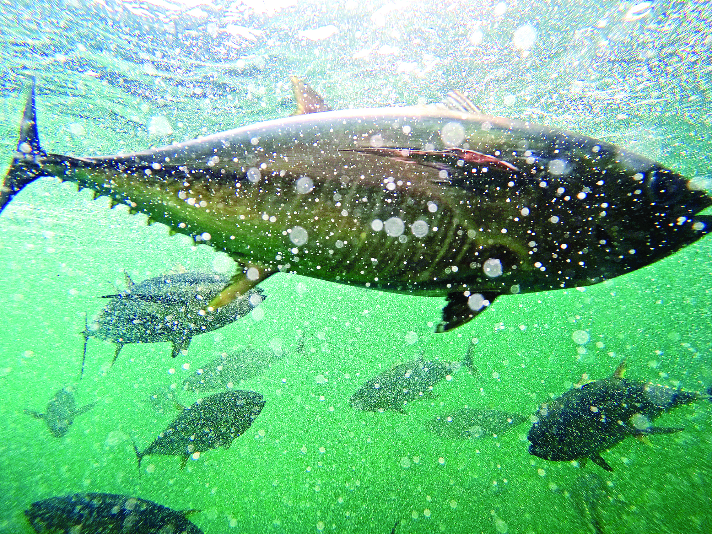     金枪鱼游动速度很快。    惠州日报记者曾静妍 摄