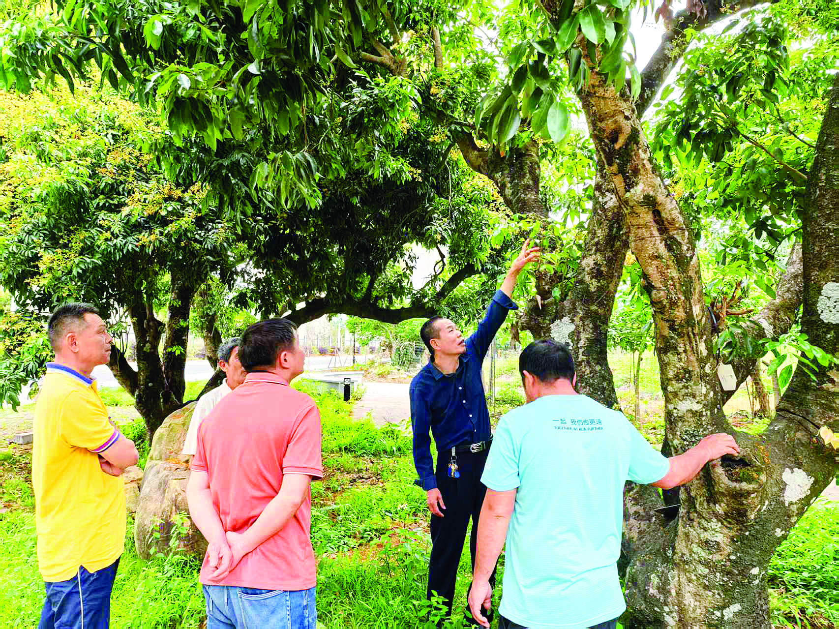     农技“轻骑兵”指导农户科学做好荔枝的栽培管理。