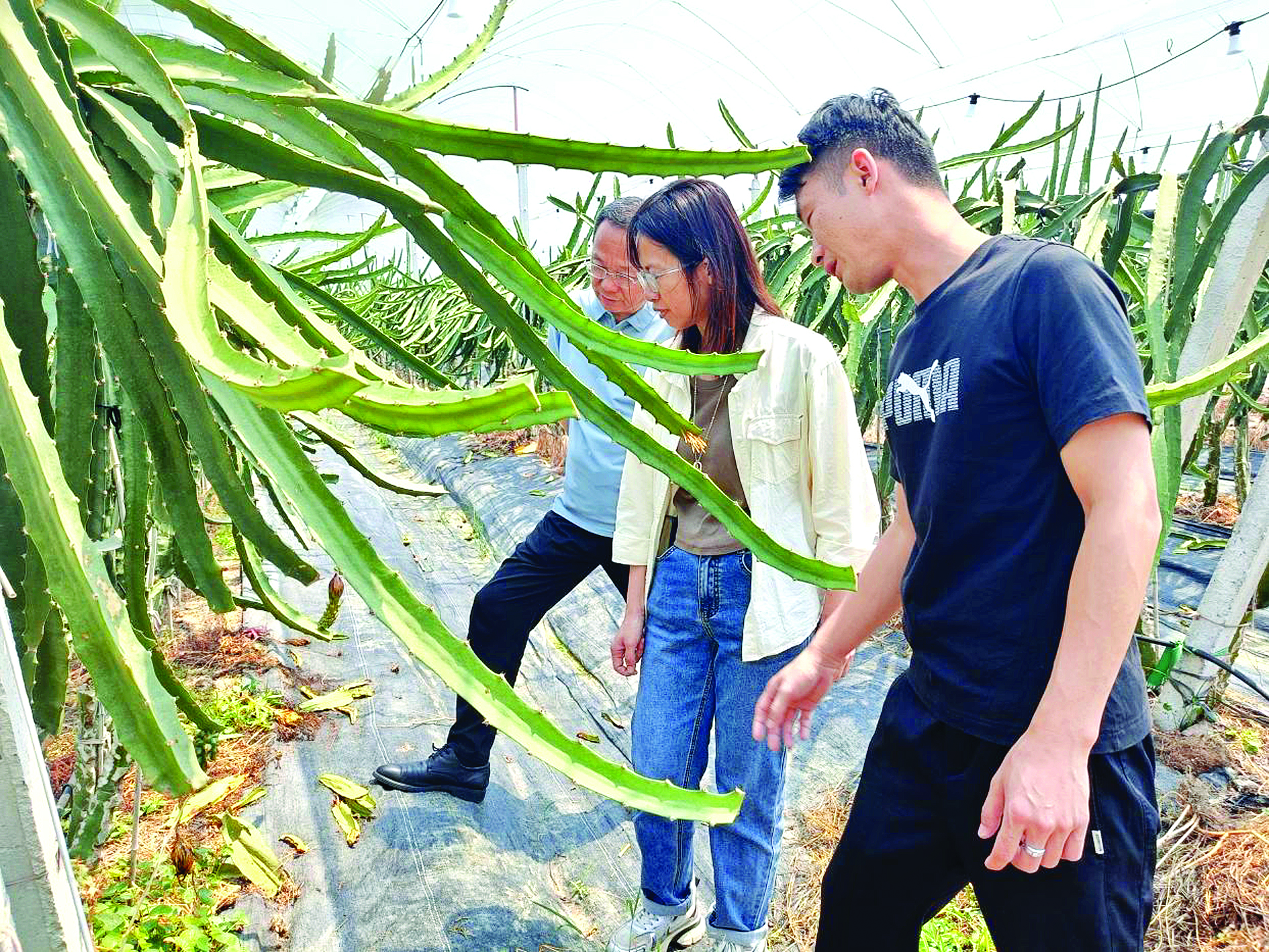     樟霞村引入农企打造了290亩燕窝果基地。    惠州日报记者谢菁菁 通讯员洪润怀 黄欣欣 摄