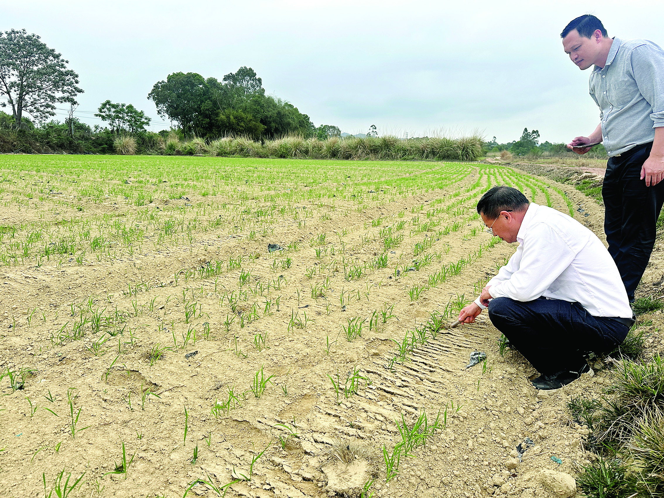     前段时间，农技人员深入田间查看节水抗旱稻生长情况。