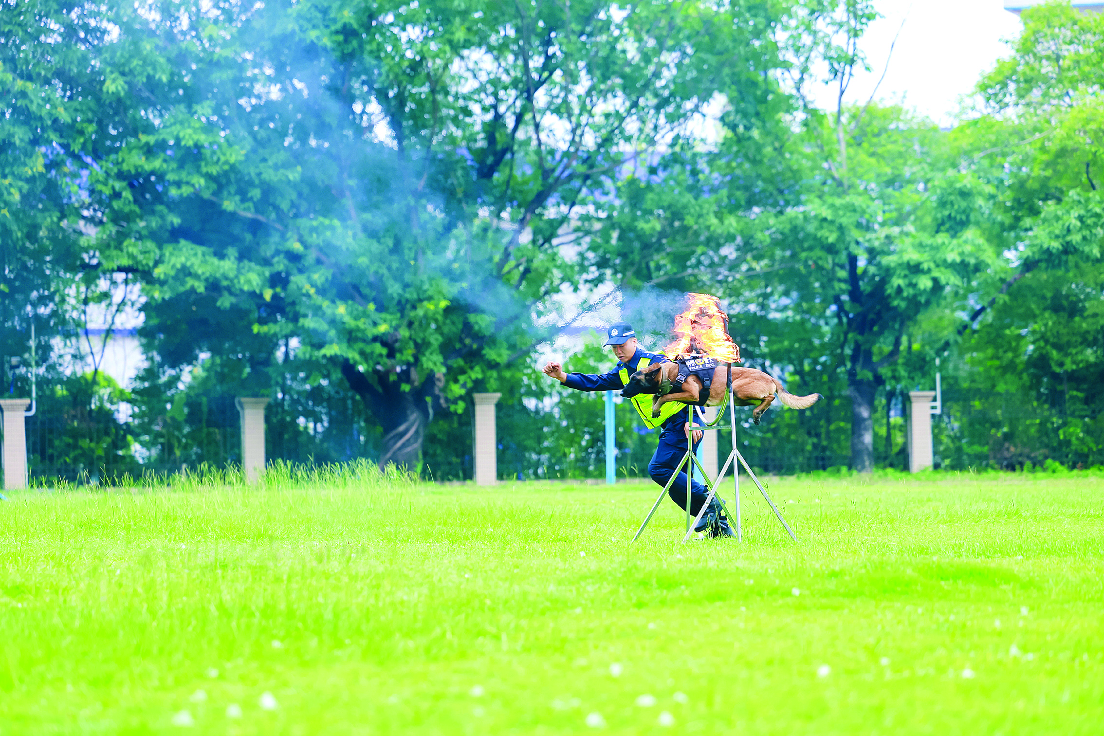     警犬表演。