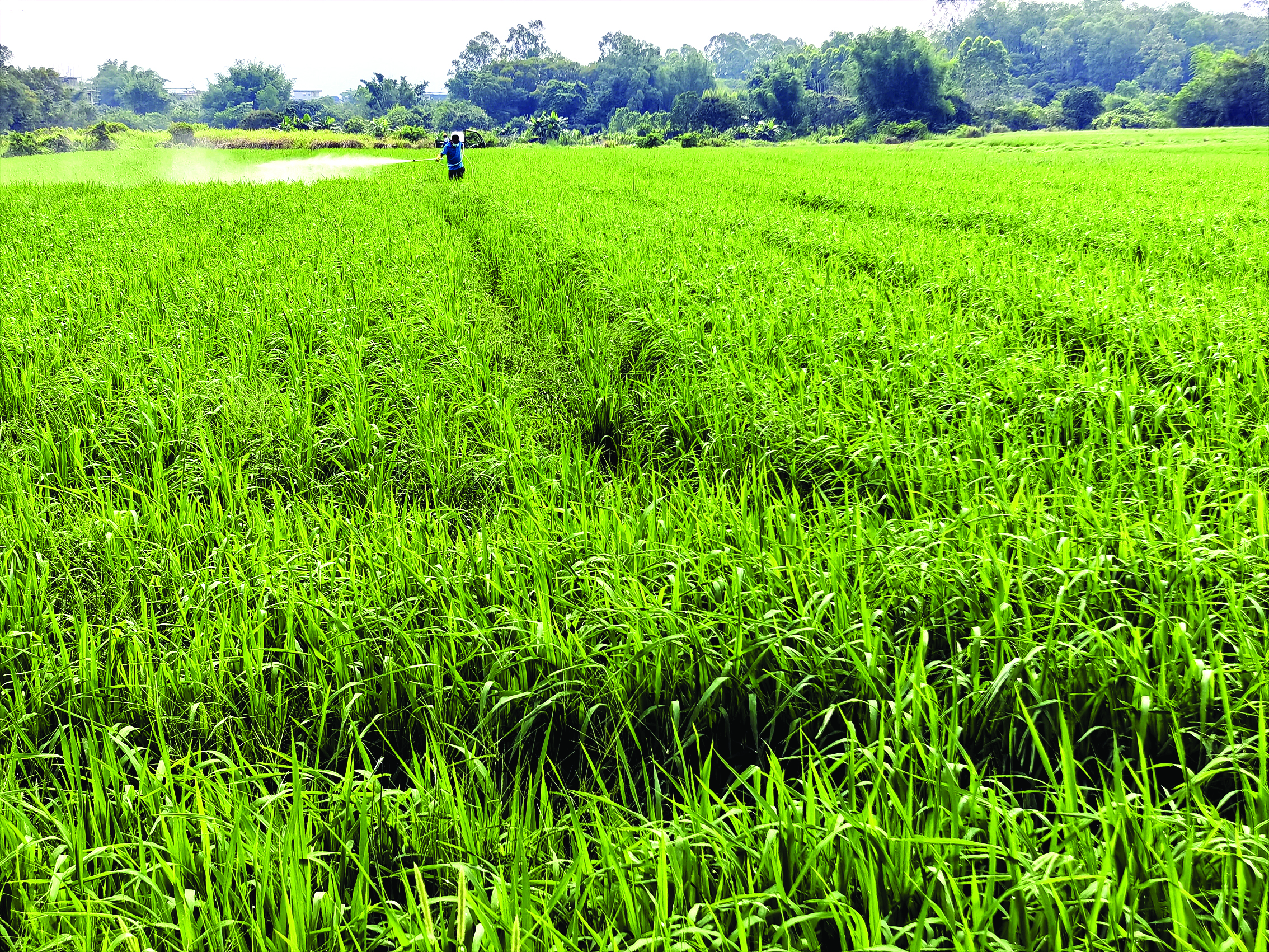     徐晓能种植的节水抗旱稻郁郁葱葱、长势喜人。
