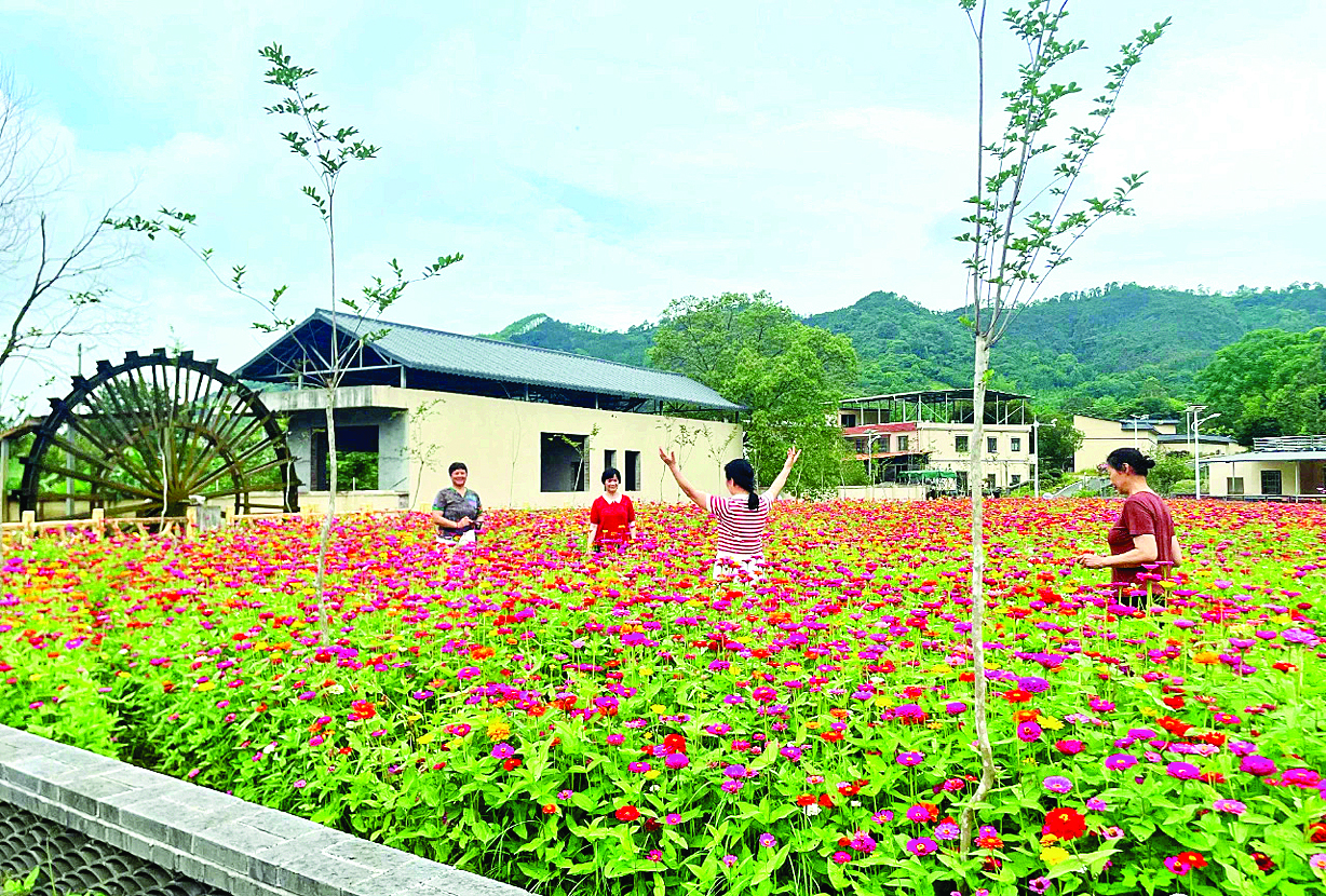     龙城街道三洞村的百日菊进入盛放期。本组图片 惠州日报记者黄宇翔 通讯员龙融心 摄