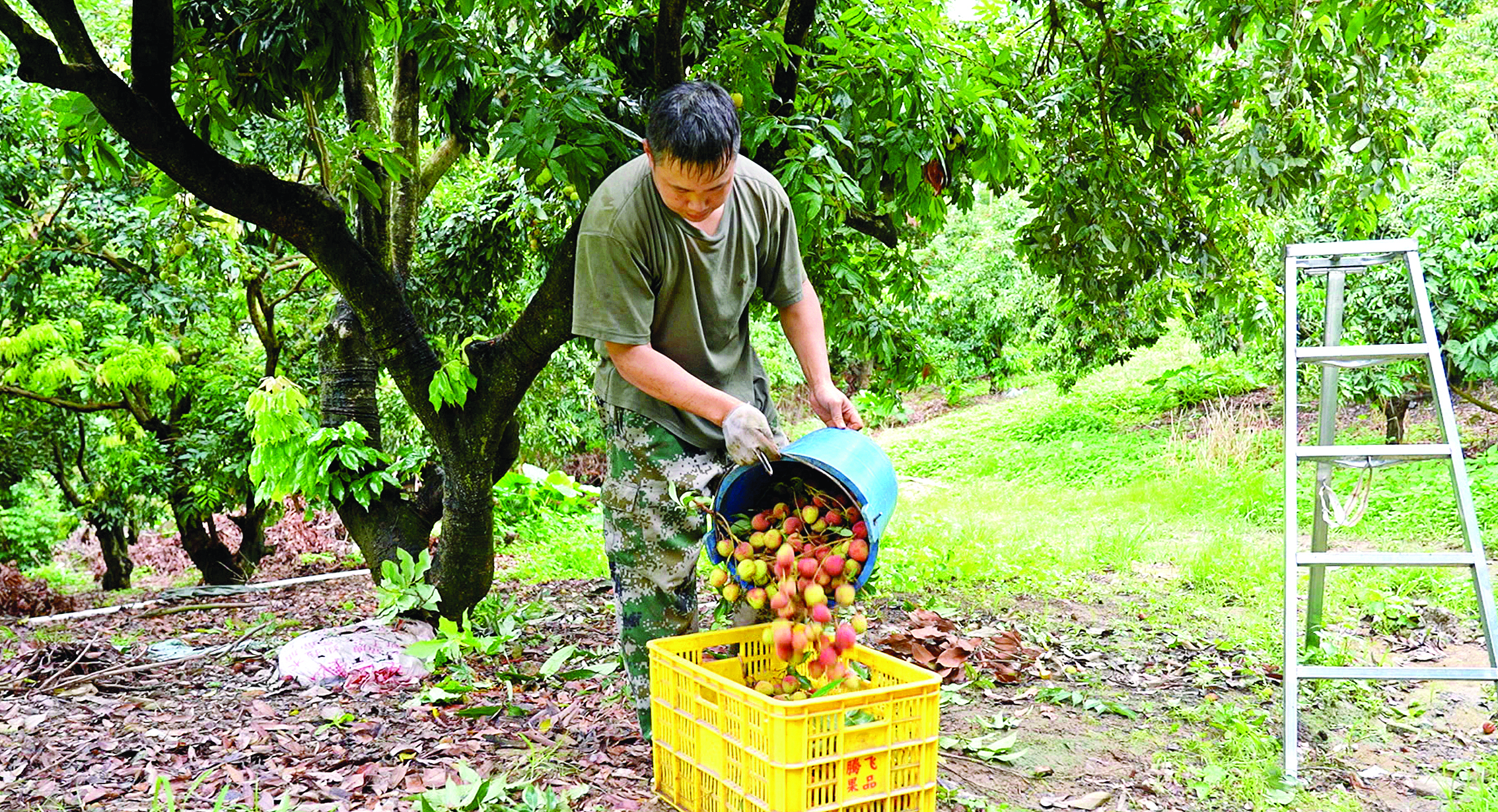     果农在采摘荔枝。
