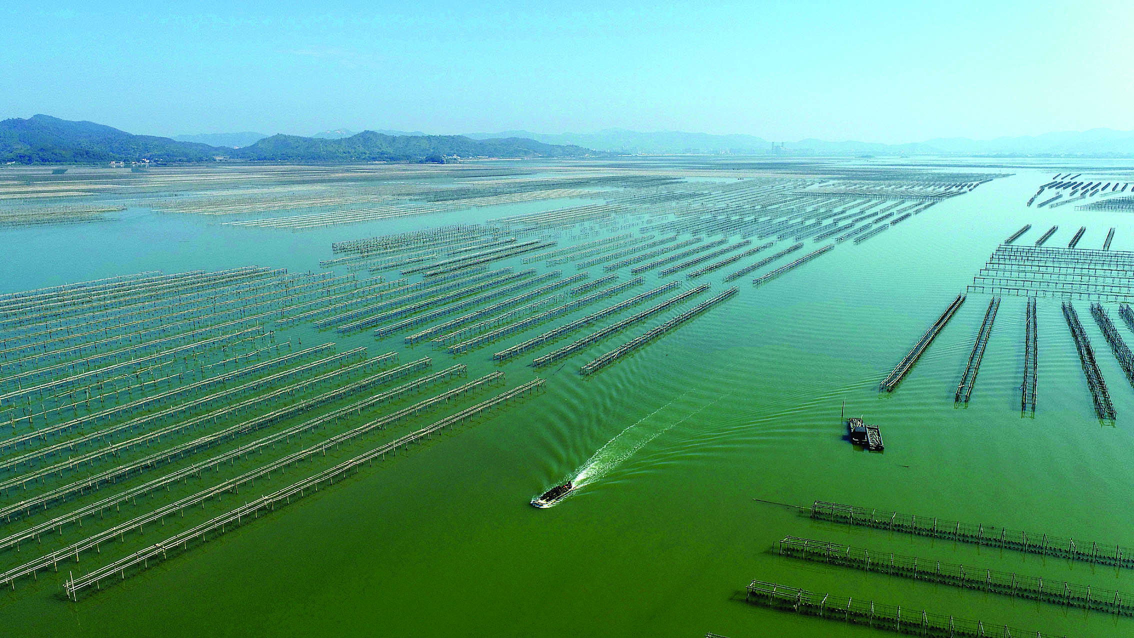     位于惠东考洲洋的生蚝养殖场。