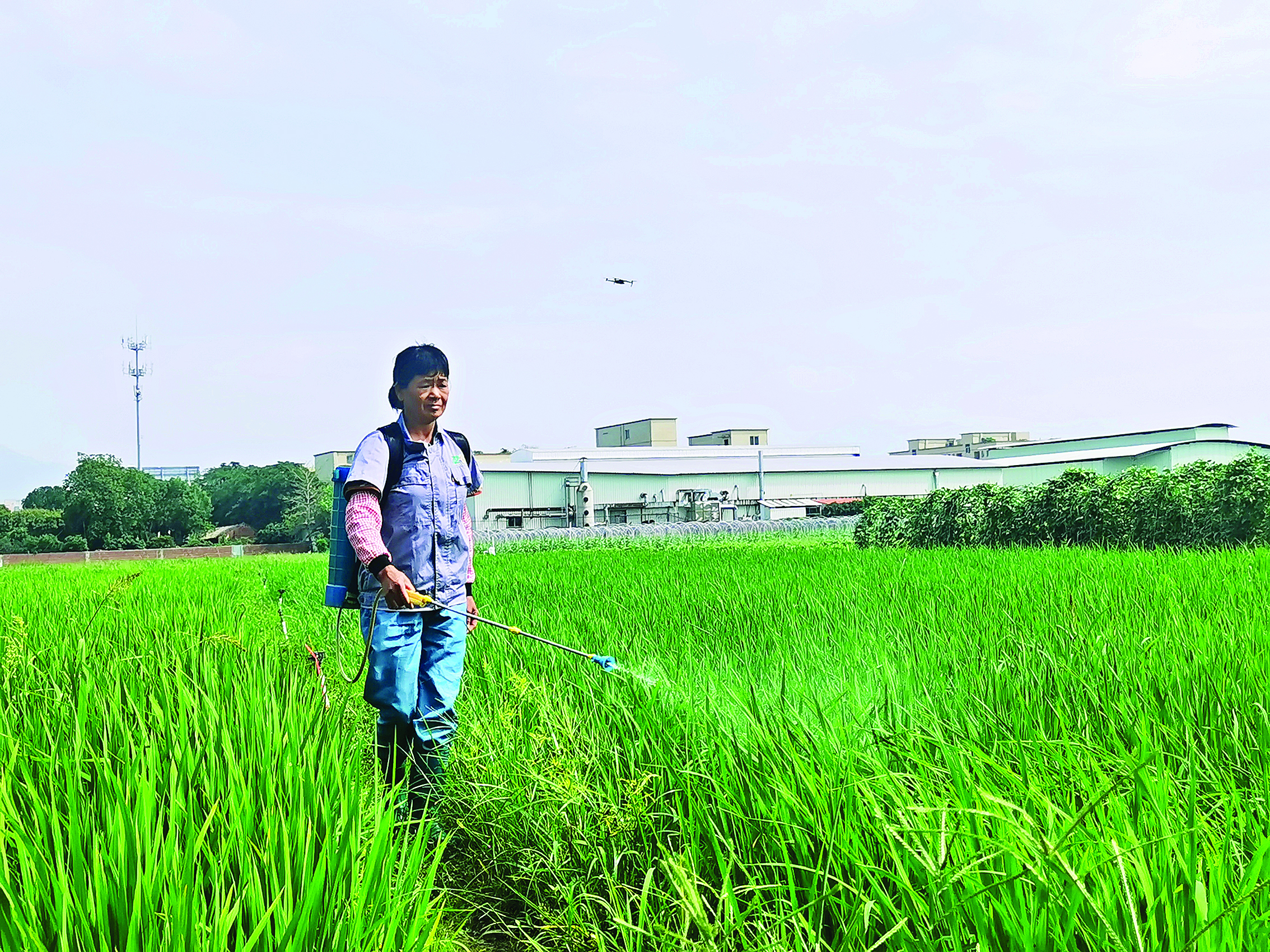    农户为稻田喷洒由粪污转化而来的复合微生物菌剂。惠州日报记者朱丽婷 摄