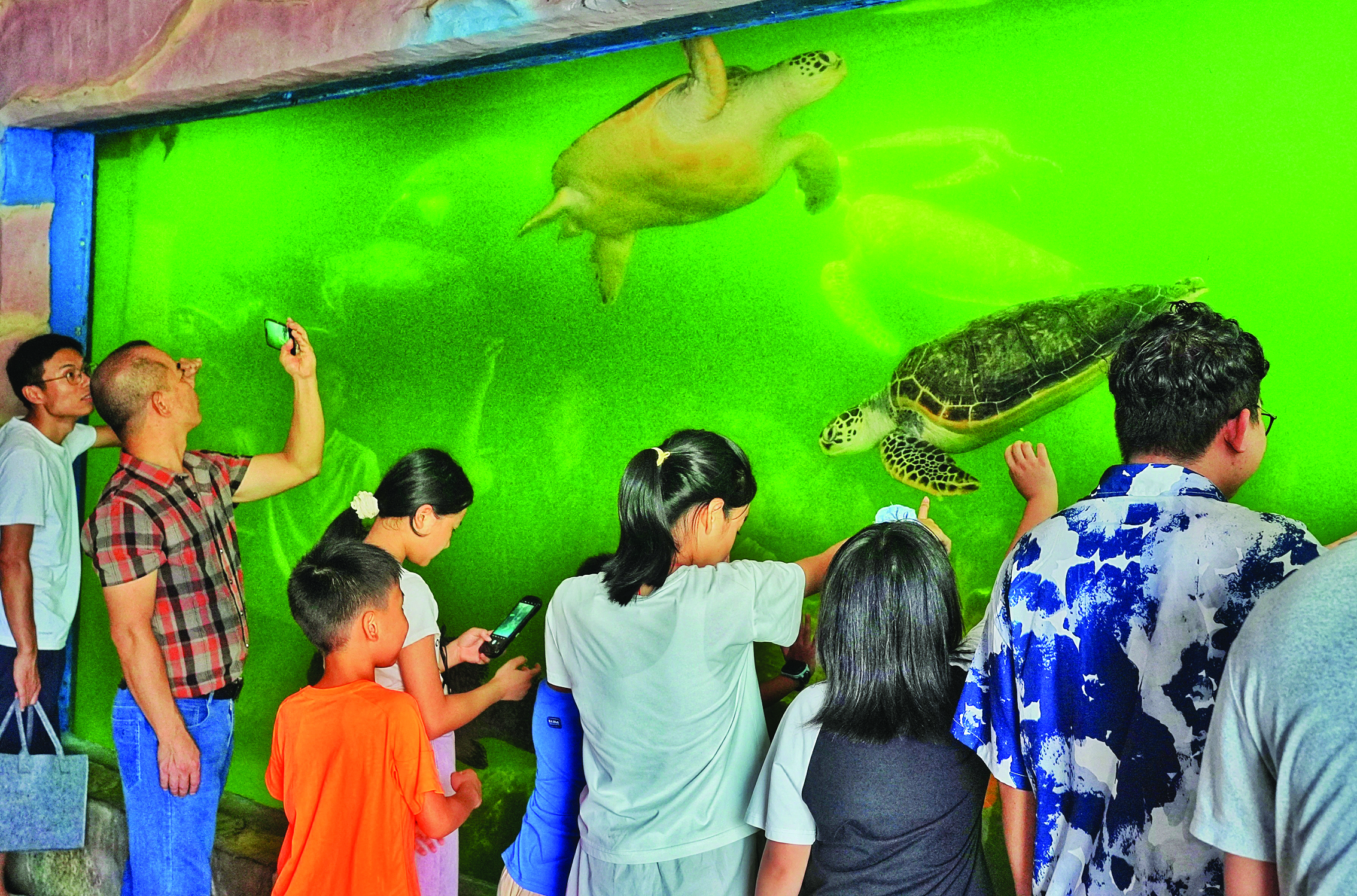     广东惠东海龟国家级自然保护区吸引许多游客前来参观。