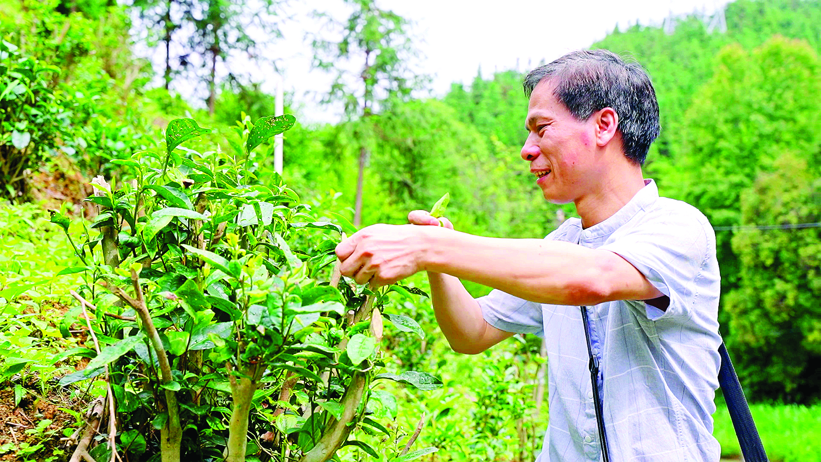     黄庆文在种植基地检查茶树长势。惠州日报记者黄宇翔 通讯员龙融心 摄
