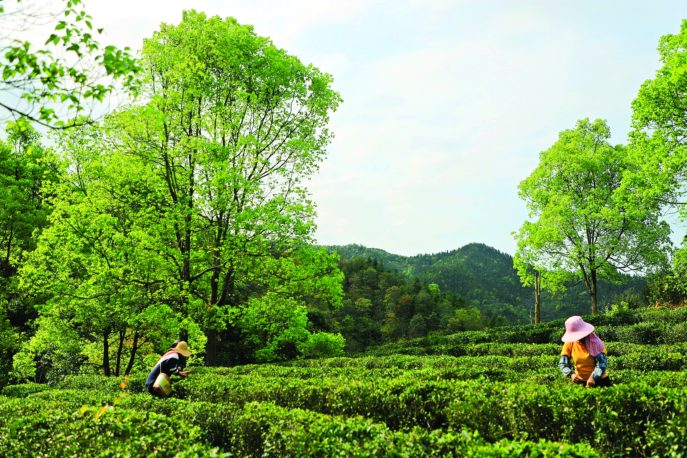     山茶种植让村民有机会“家门口”就业。