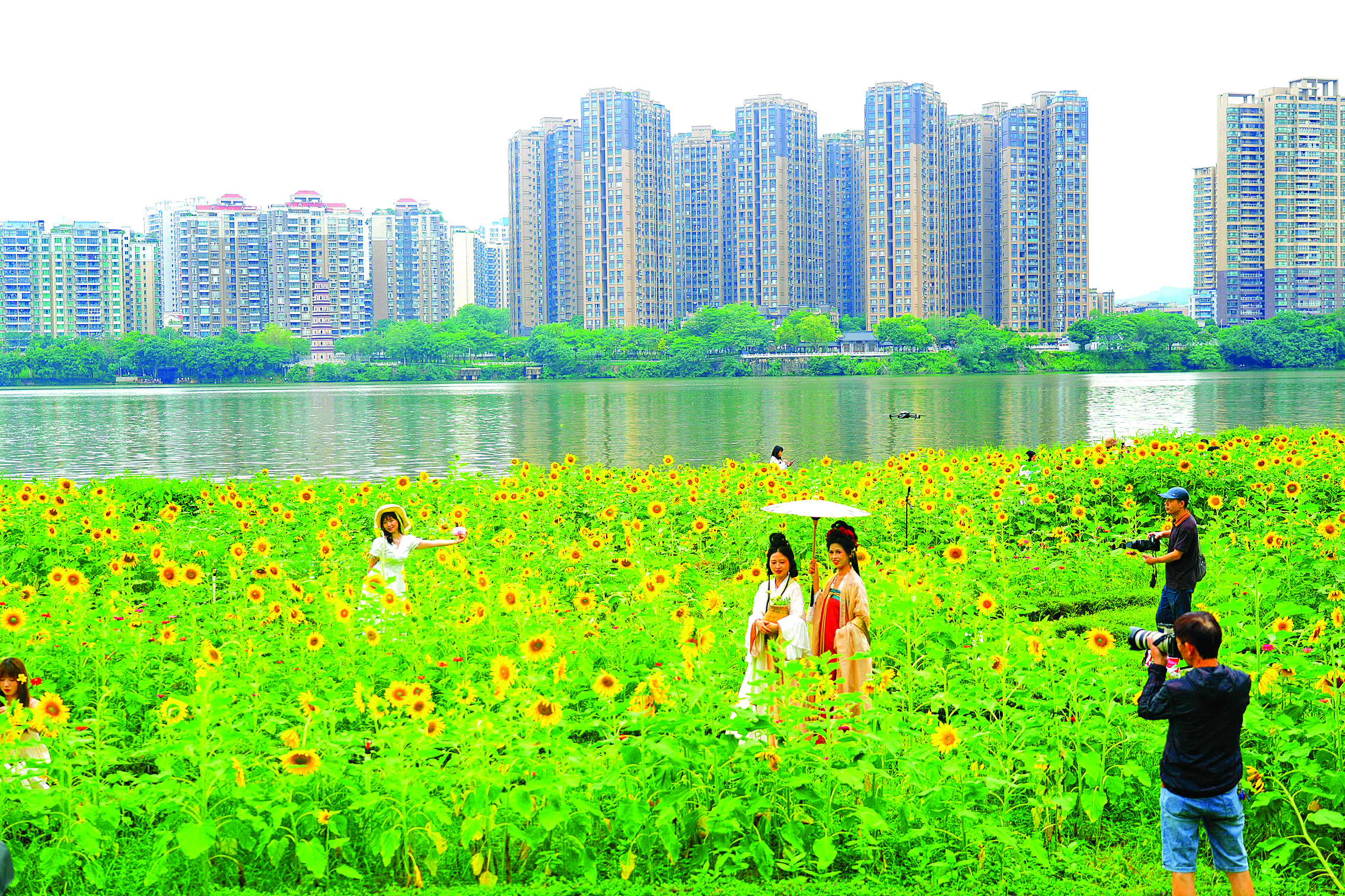     东江公园的向日葵迎来盛花期，金灿灿的花盘向阳绽放，洋溢着满满的生命力。 惠州日报记者朱金赞 摄