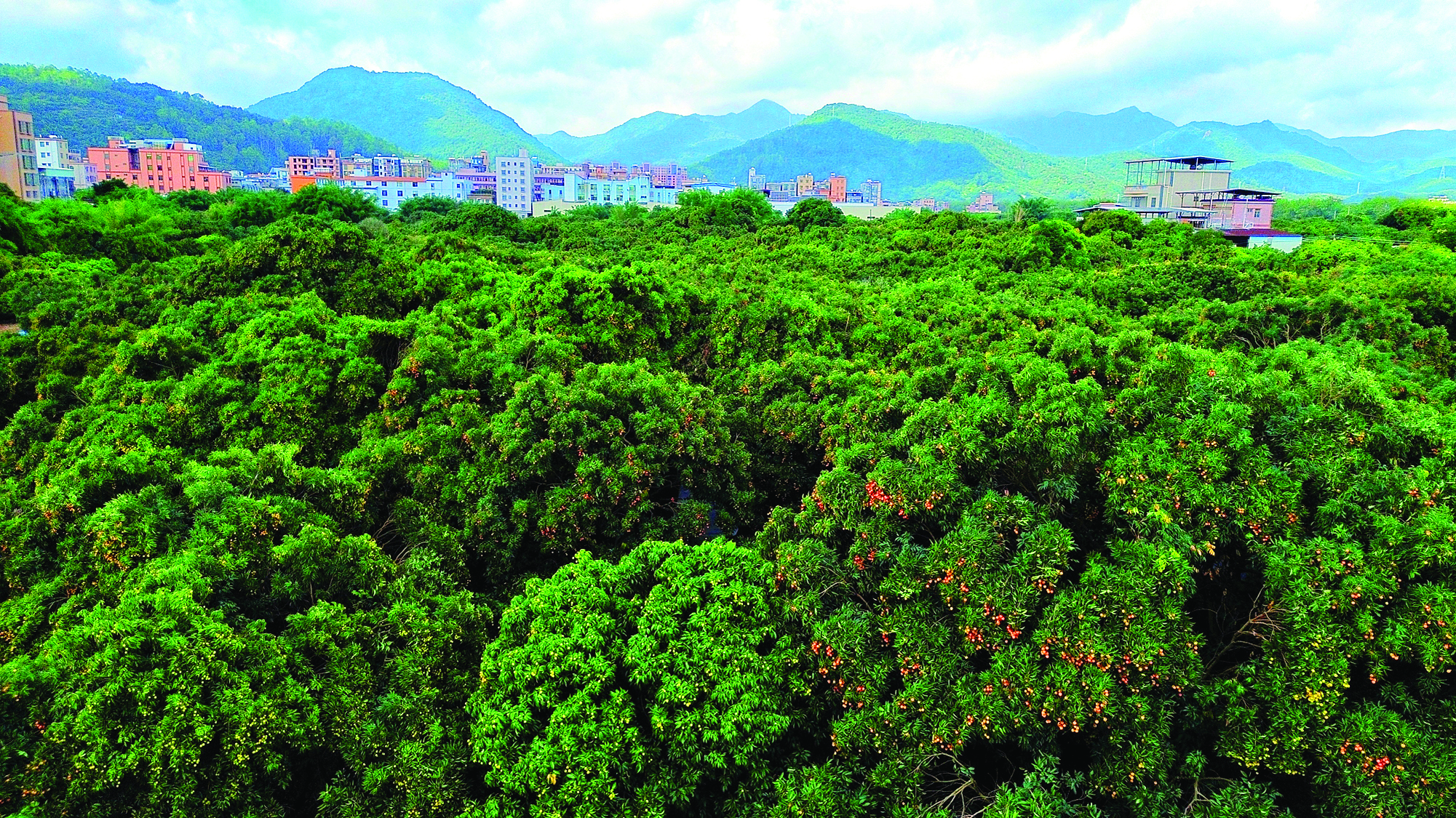     红彤彤的荔枝挂满枝头。