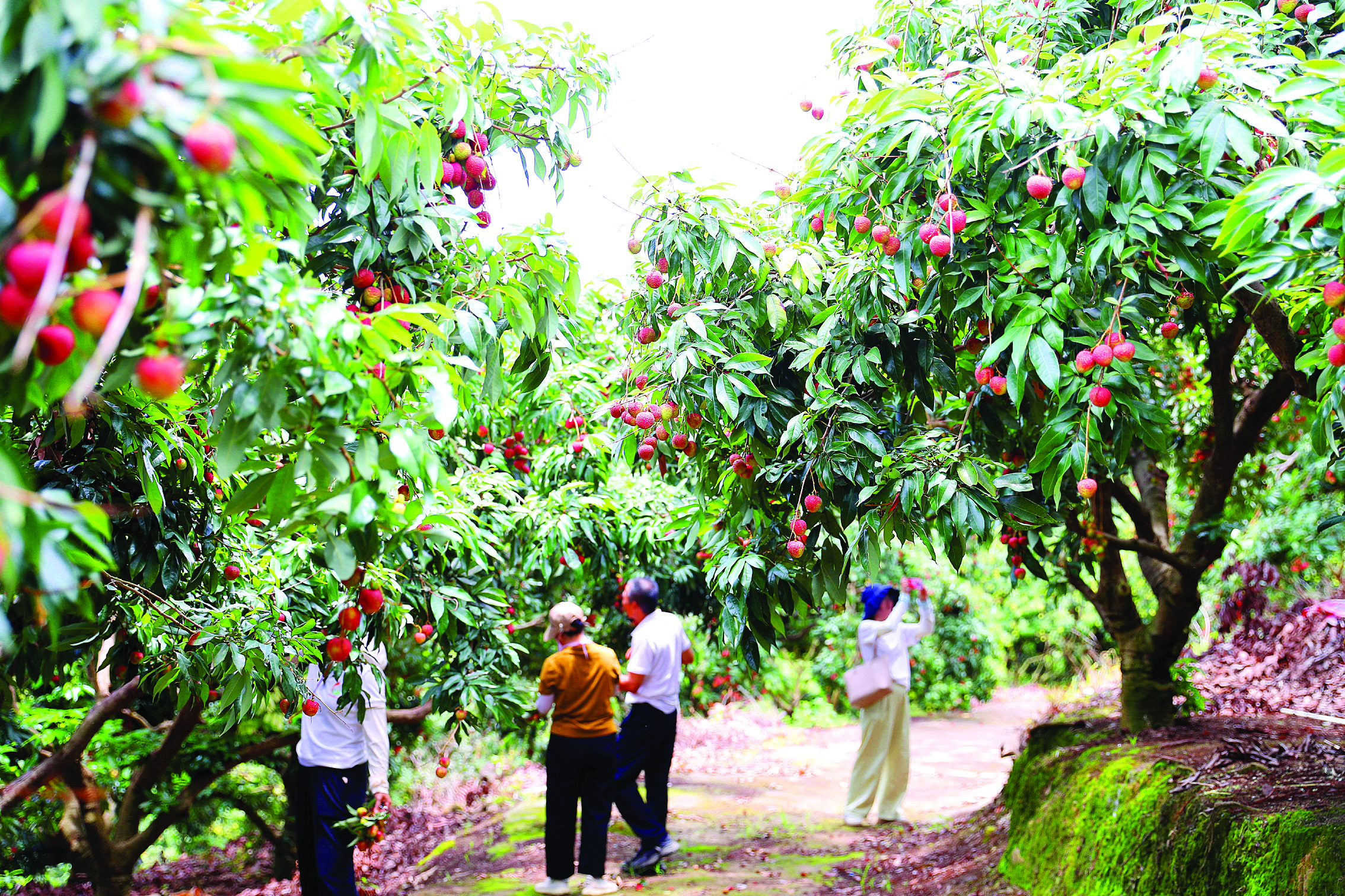 <p>    采收荔枝。</p>