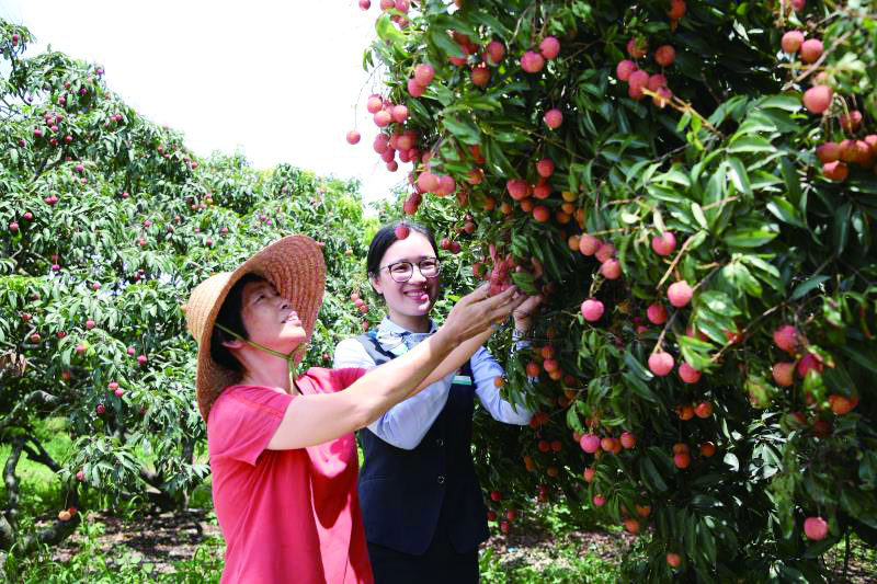     农行惠州分行工作人员开展走访，为荔枝农户提供金融信贷支持。