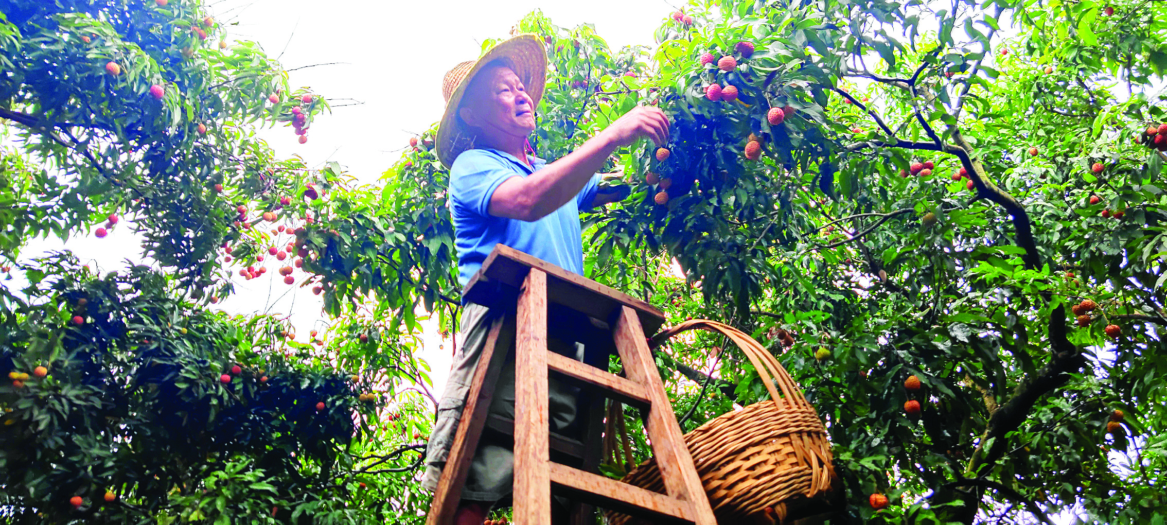 <p>    果农采收荔枝。</p>