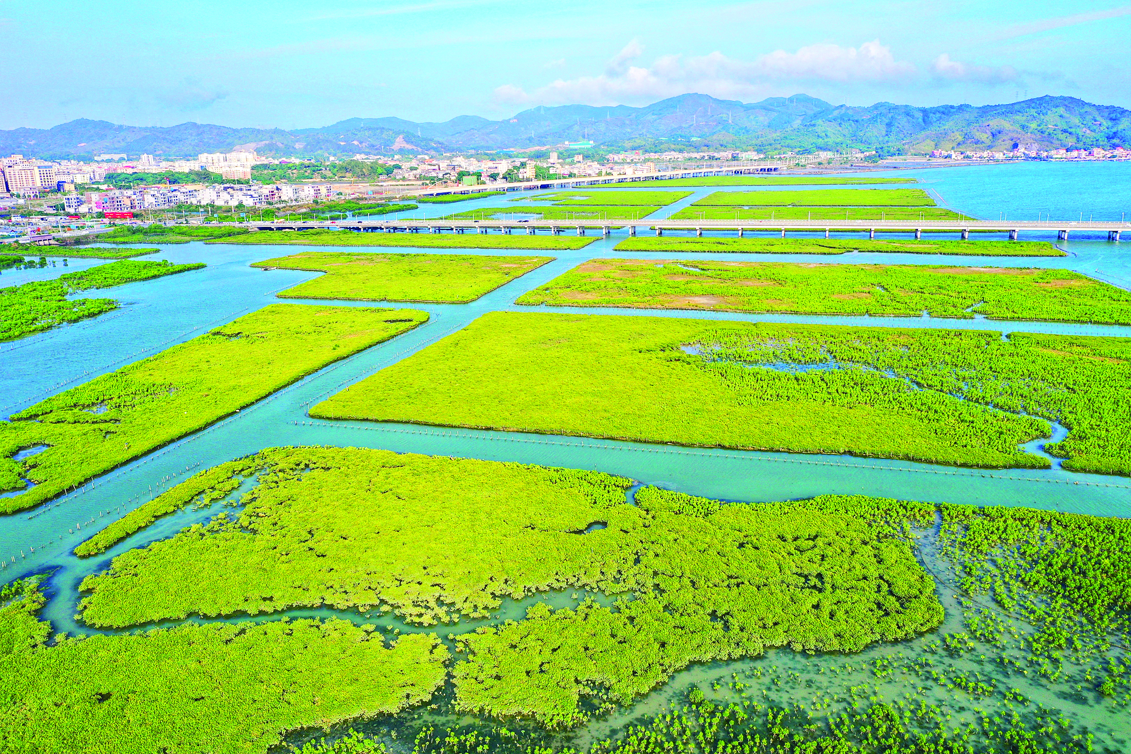     考洲洋万亩红树林生态景观。惠州日报记者朱金赞 摄