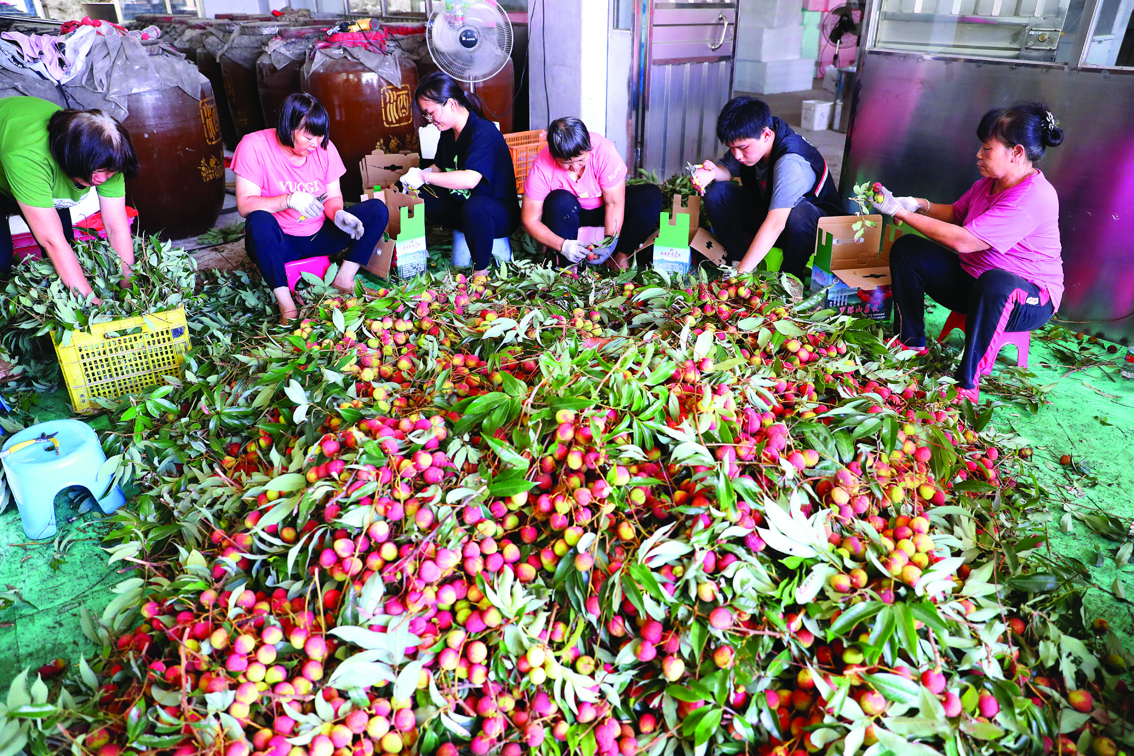 <p>    博罗县龙华镇山前村果农忙着给采收回来的荔枝修剪及打包。</p>