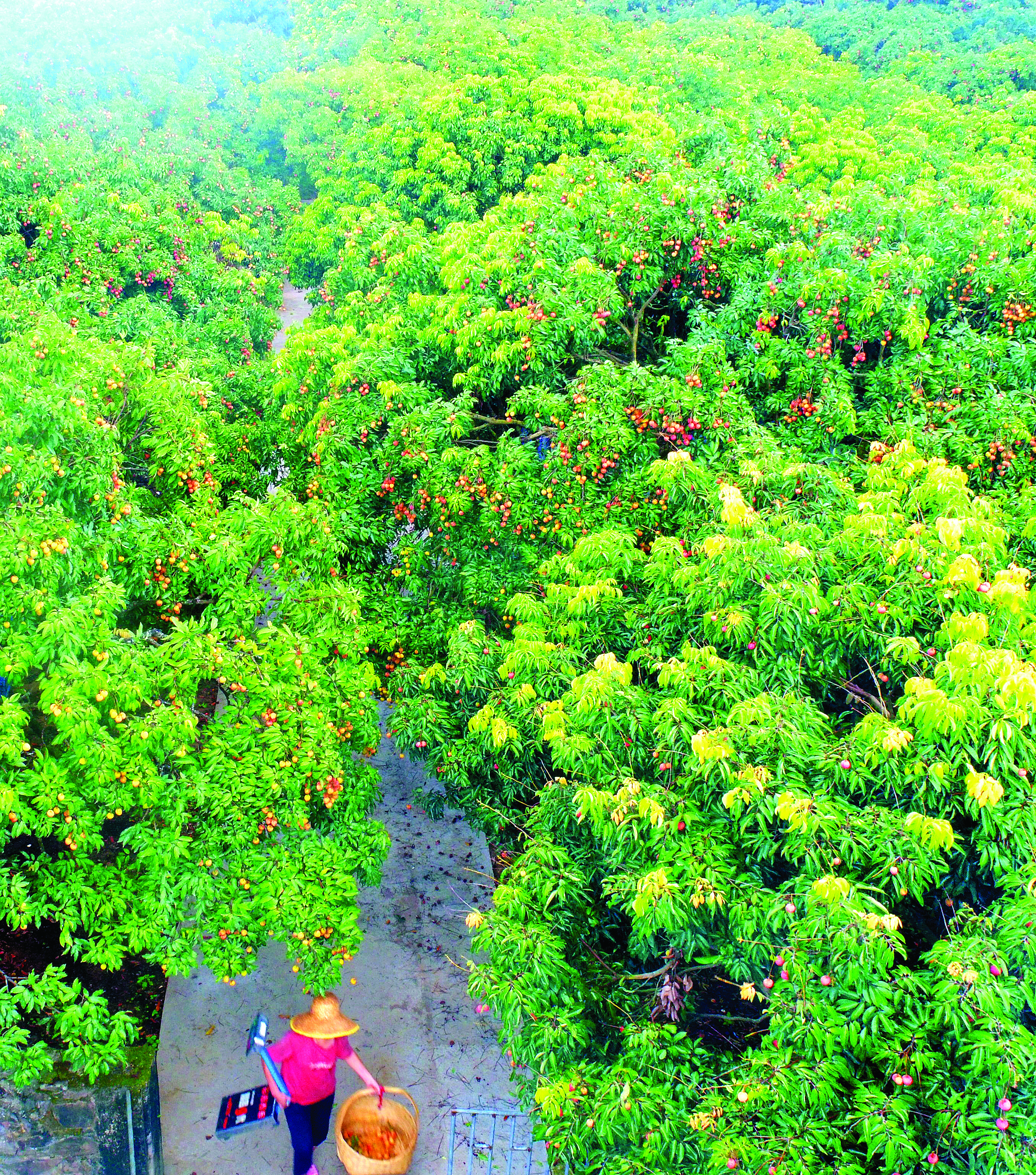 <p>惠阳镇隆高田村一处荔枝林，红红的荔枝挂满枝头。
</p>