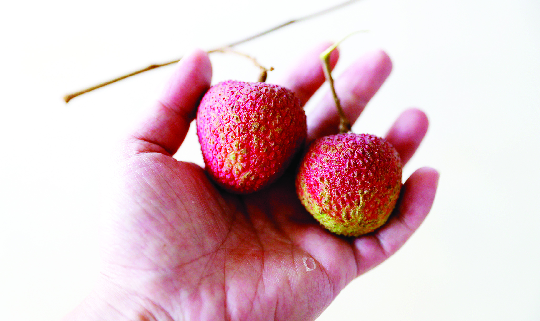 <p>    果农展示荔枝品种。</p>