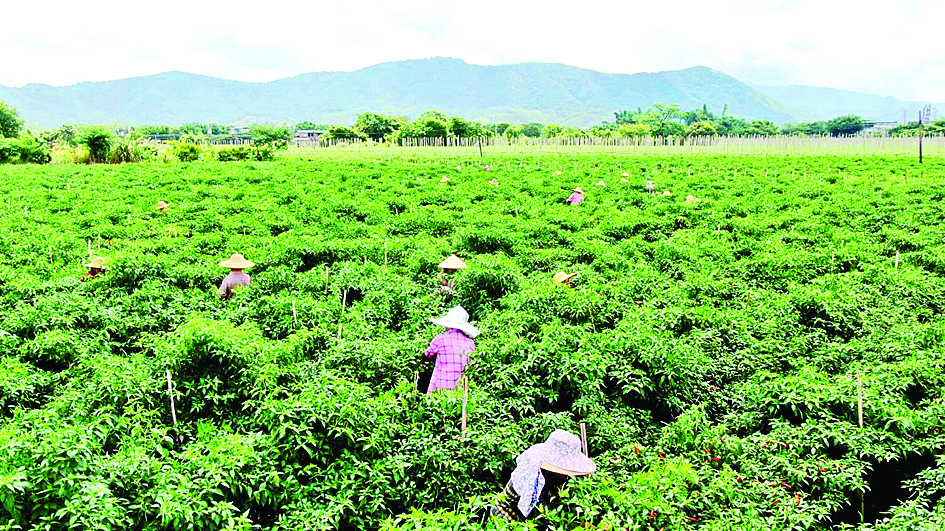     工人在种植基地采摘辣椒。惠州日报记者黄宇翔 通讯员龙融心 摄