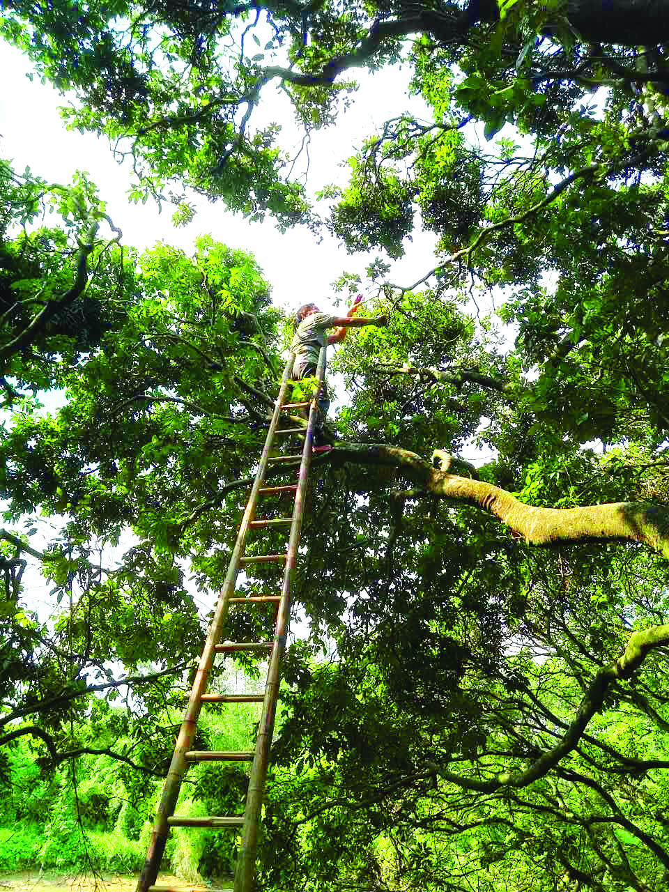     古荔枝树高大粗壮、枝繁叶茂。