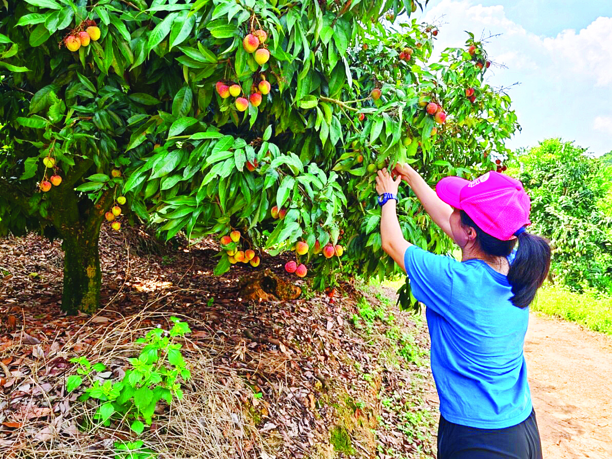     村民采收荔枝。